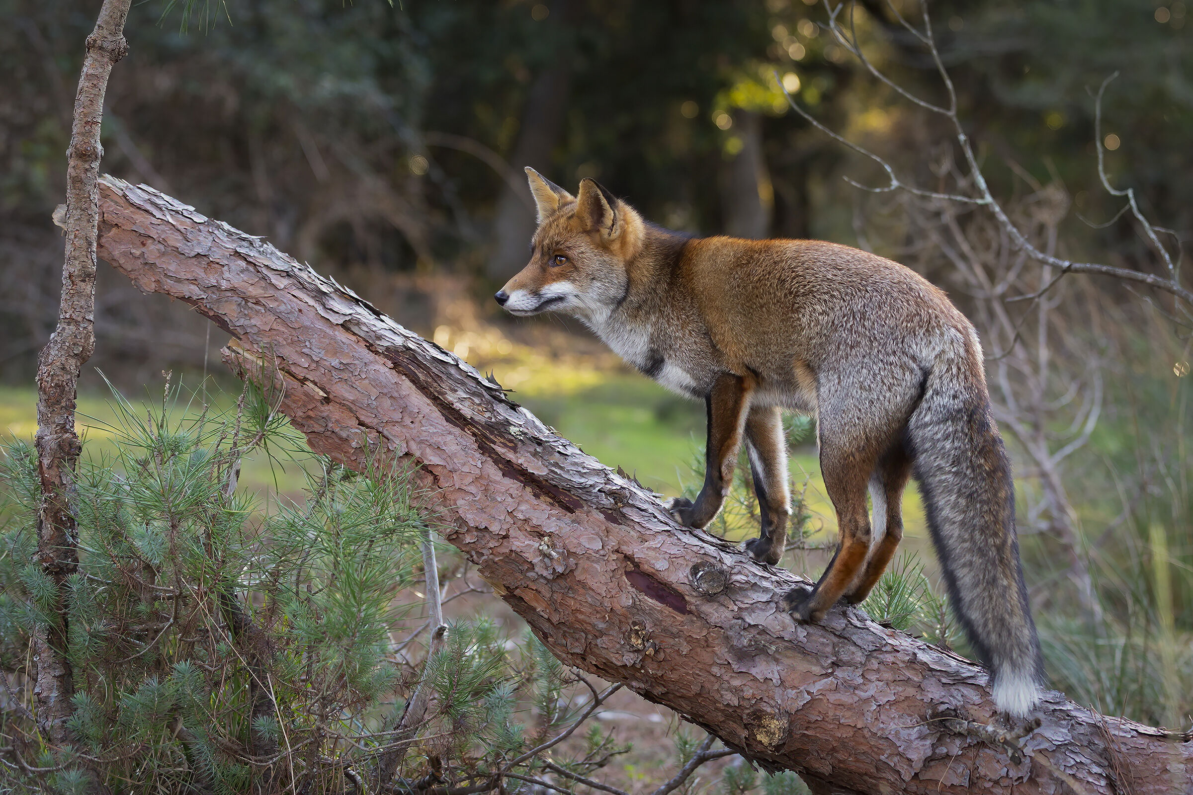 Acrobat fox