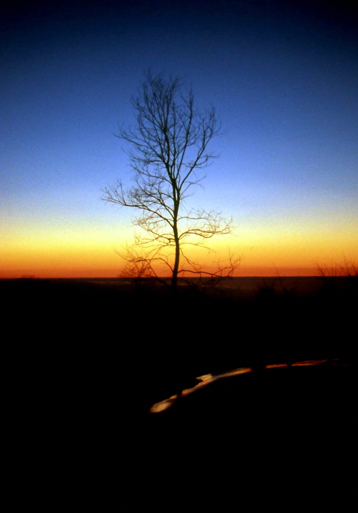 In Harmony Nature.jpg