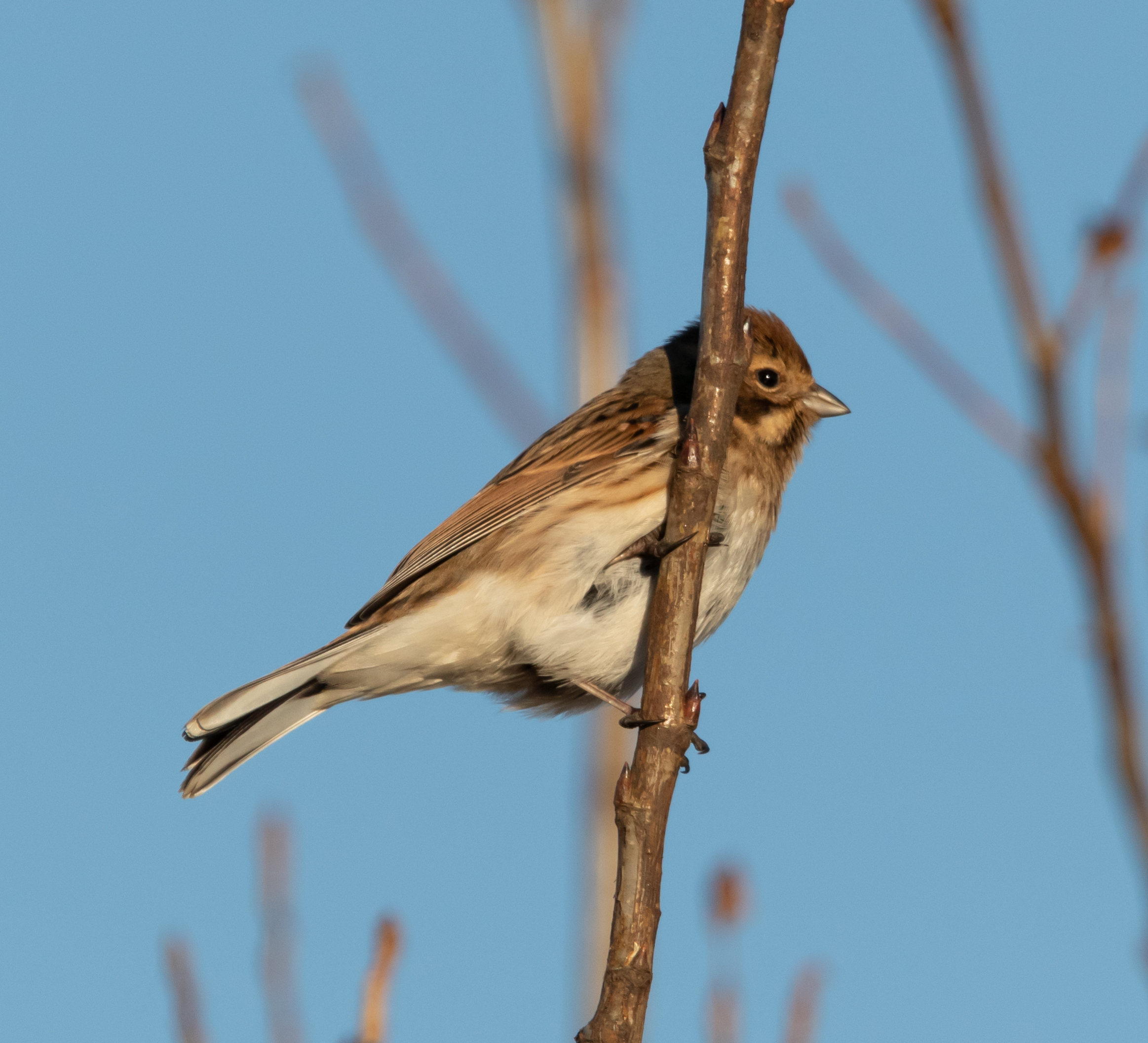 Migliarino di palude femmina in sosta 15/01/2022