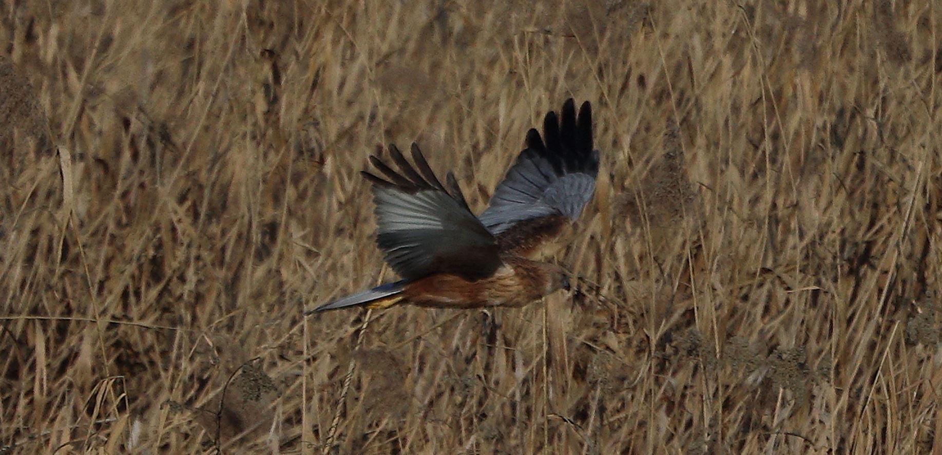 marsh harrier