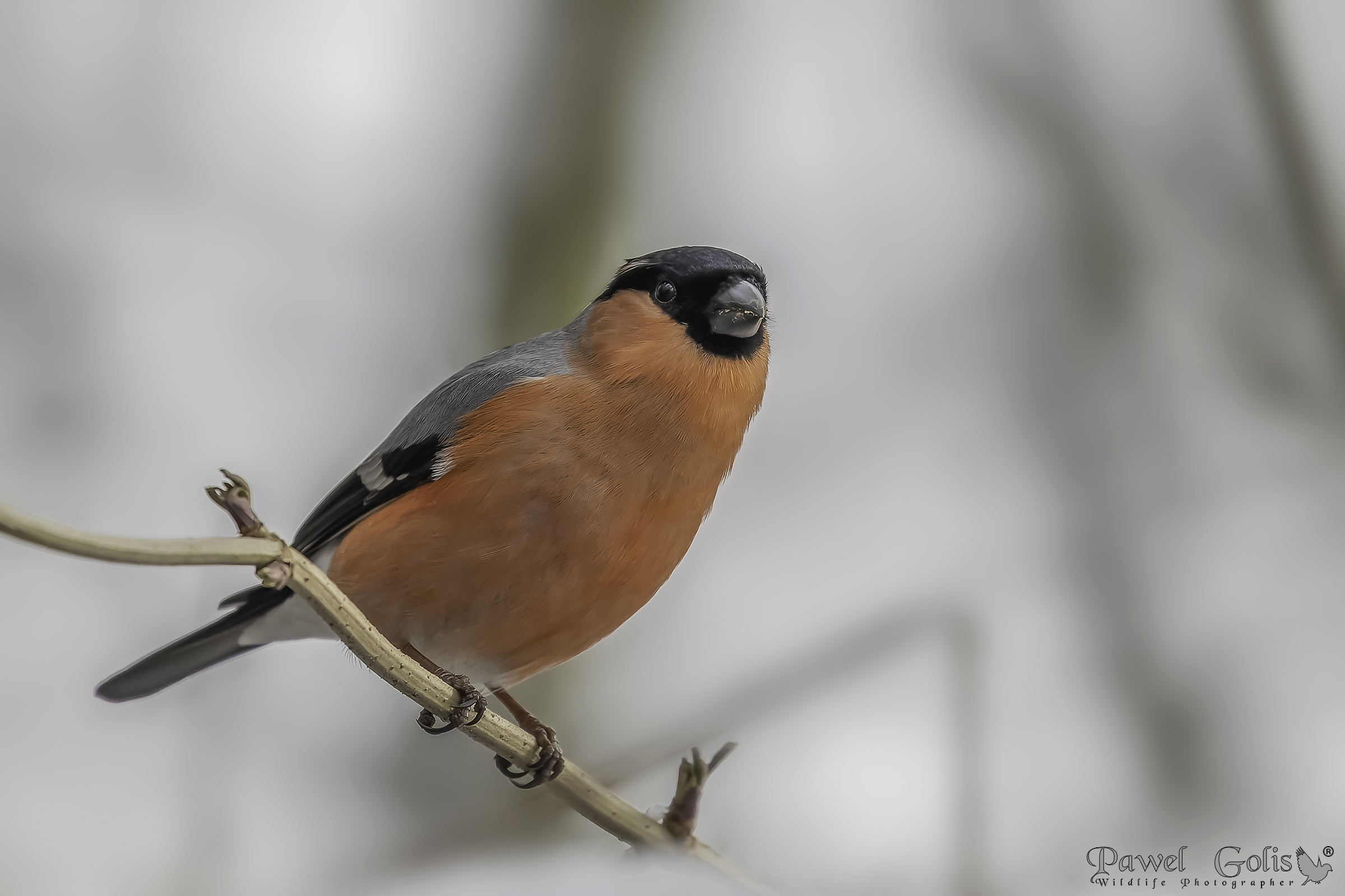 Ciuffolotto eurasiatico (Pyrrhula pyrrhula)