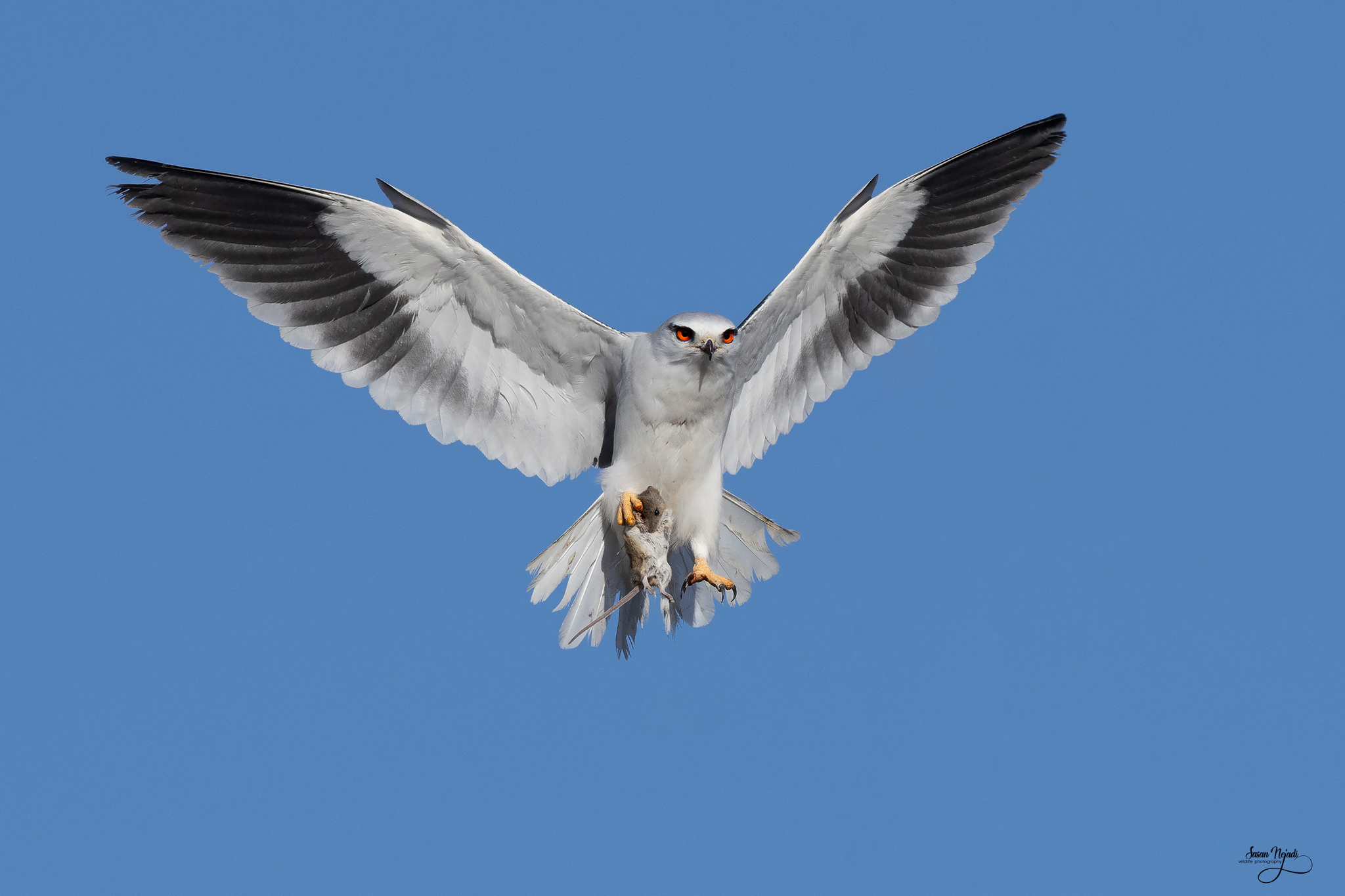 Aquilone dalle ali nere