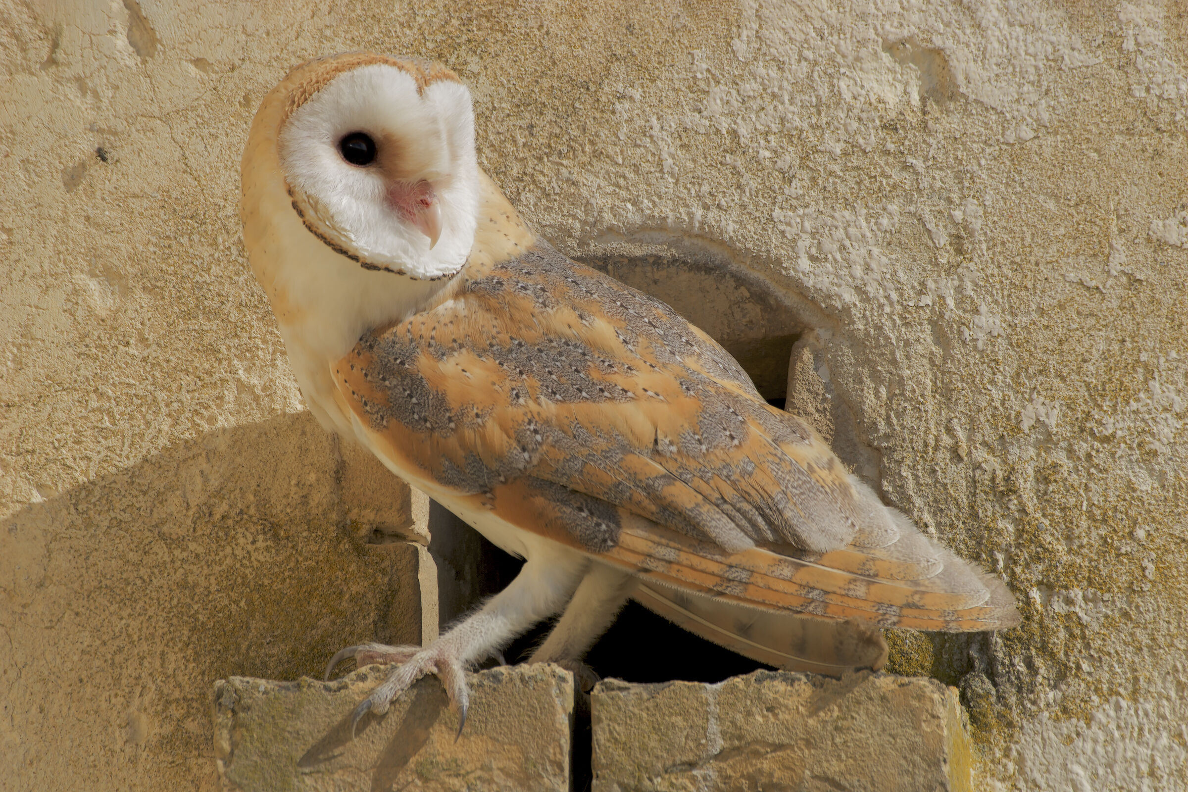 Barbagianni in luce diurna