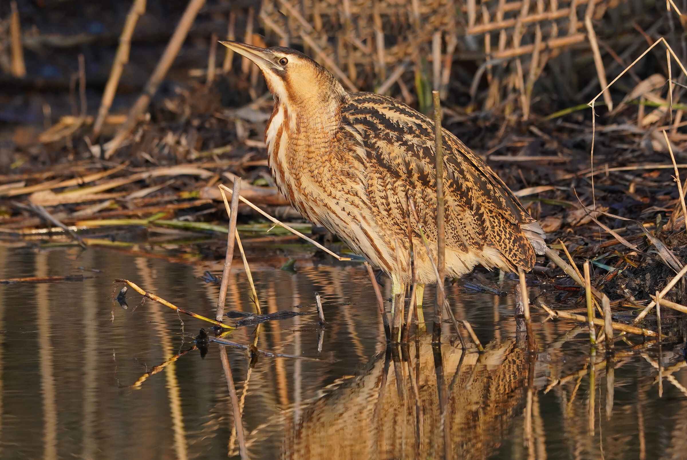 bittern