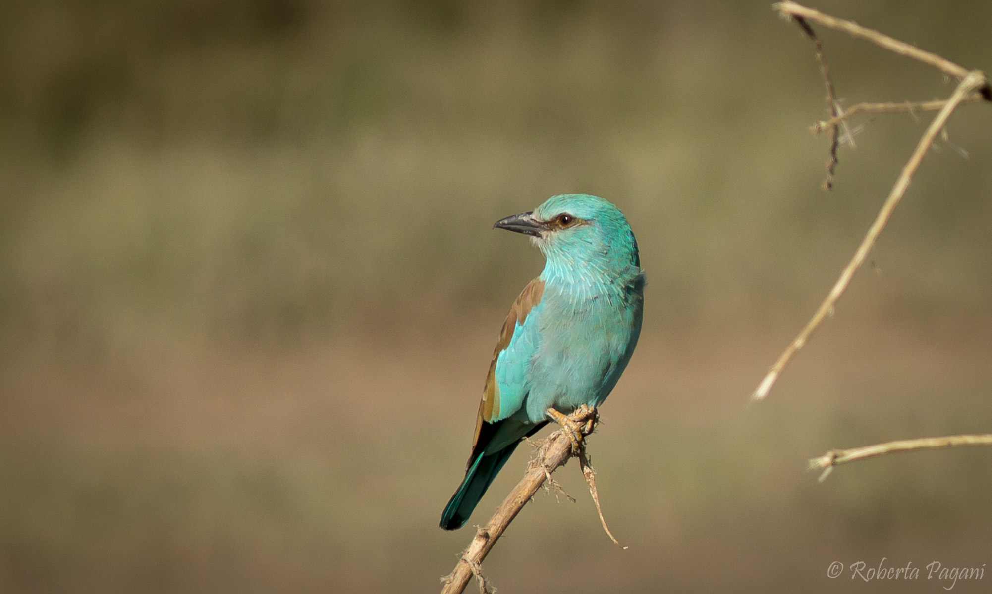 Euroasian Roller