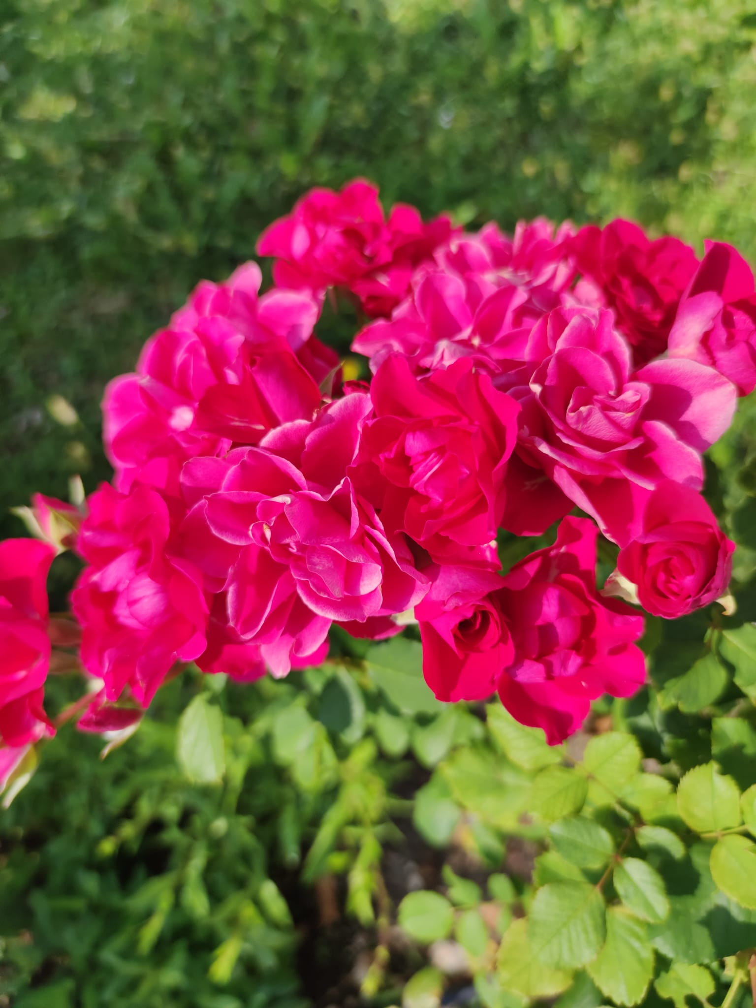 ... unexpected flowering