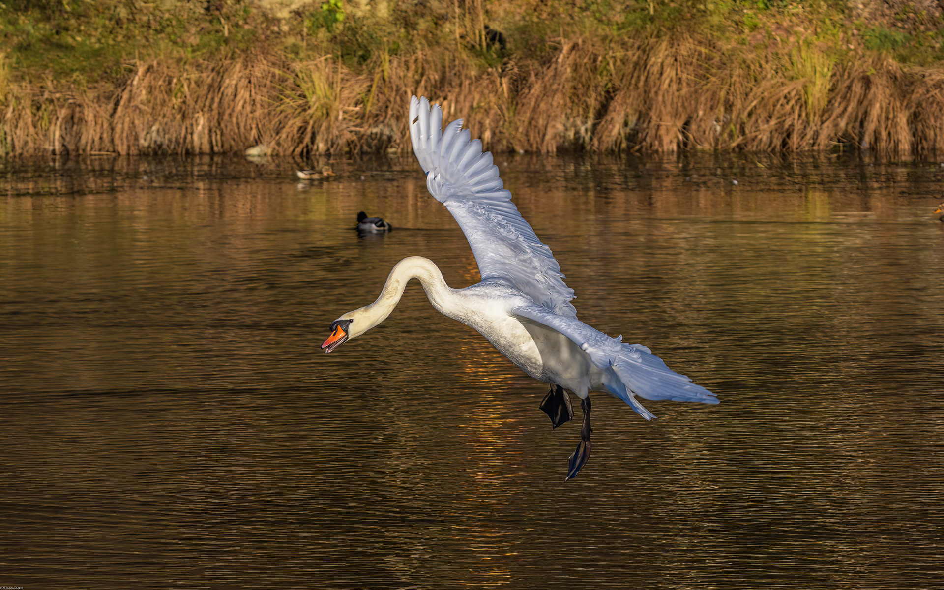 In flight