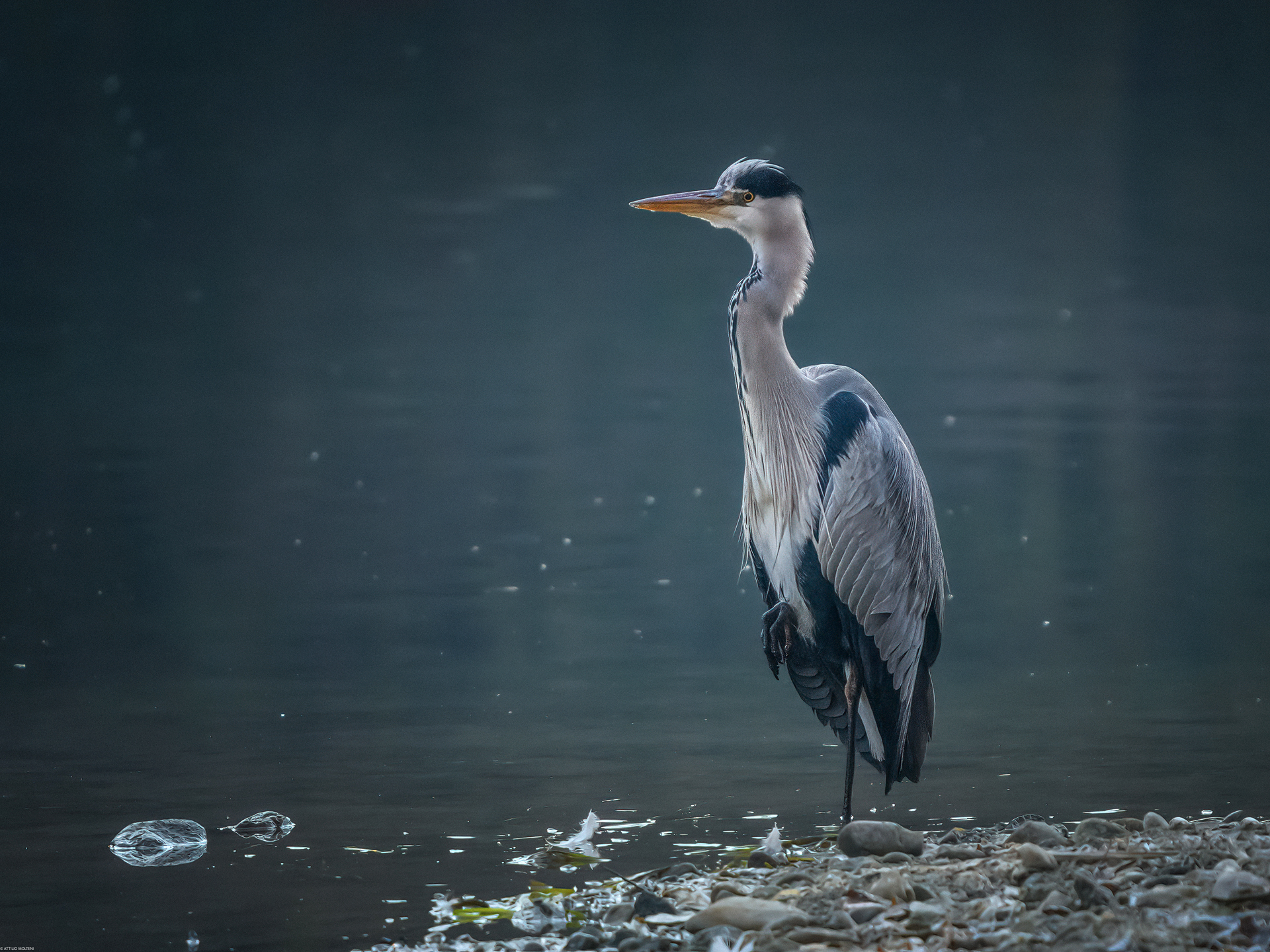 Grey heron