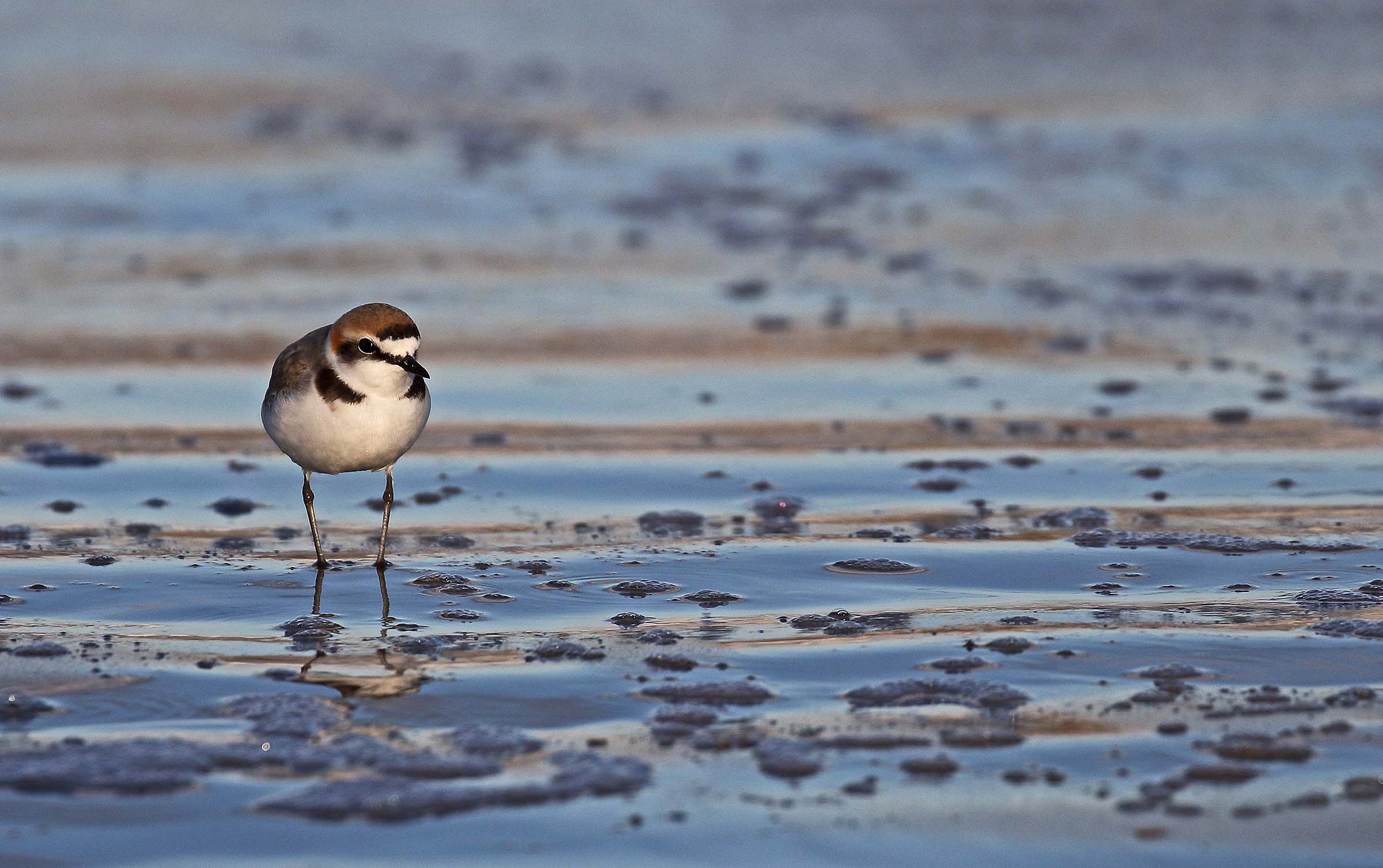 Texture with fratino