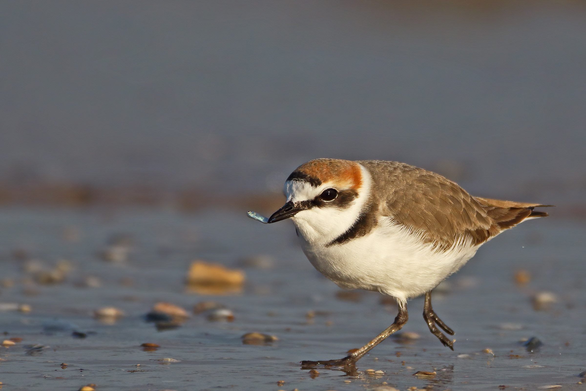 Grab the fish and run away!