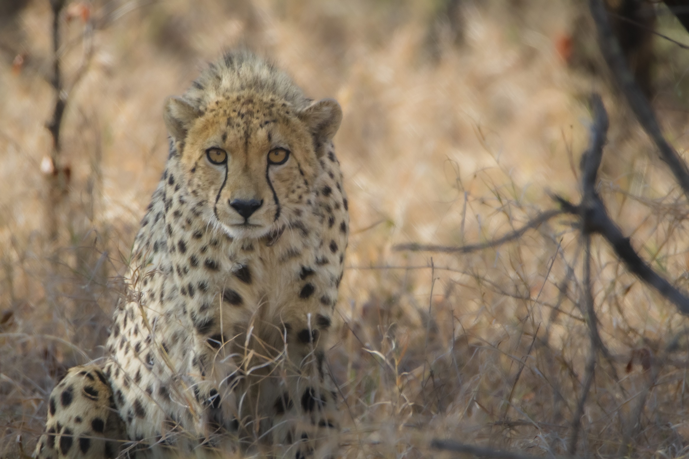 Sguardo minaccioso o cosa...?