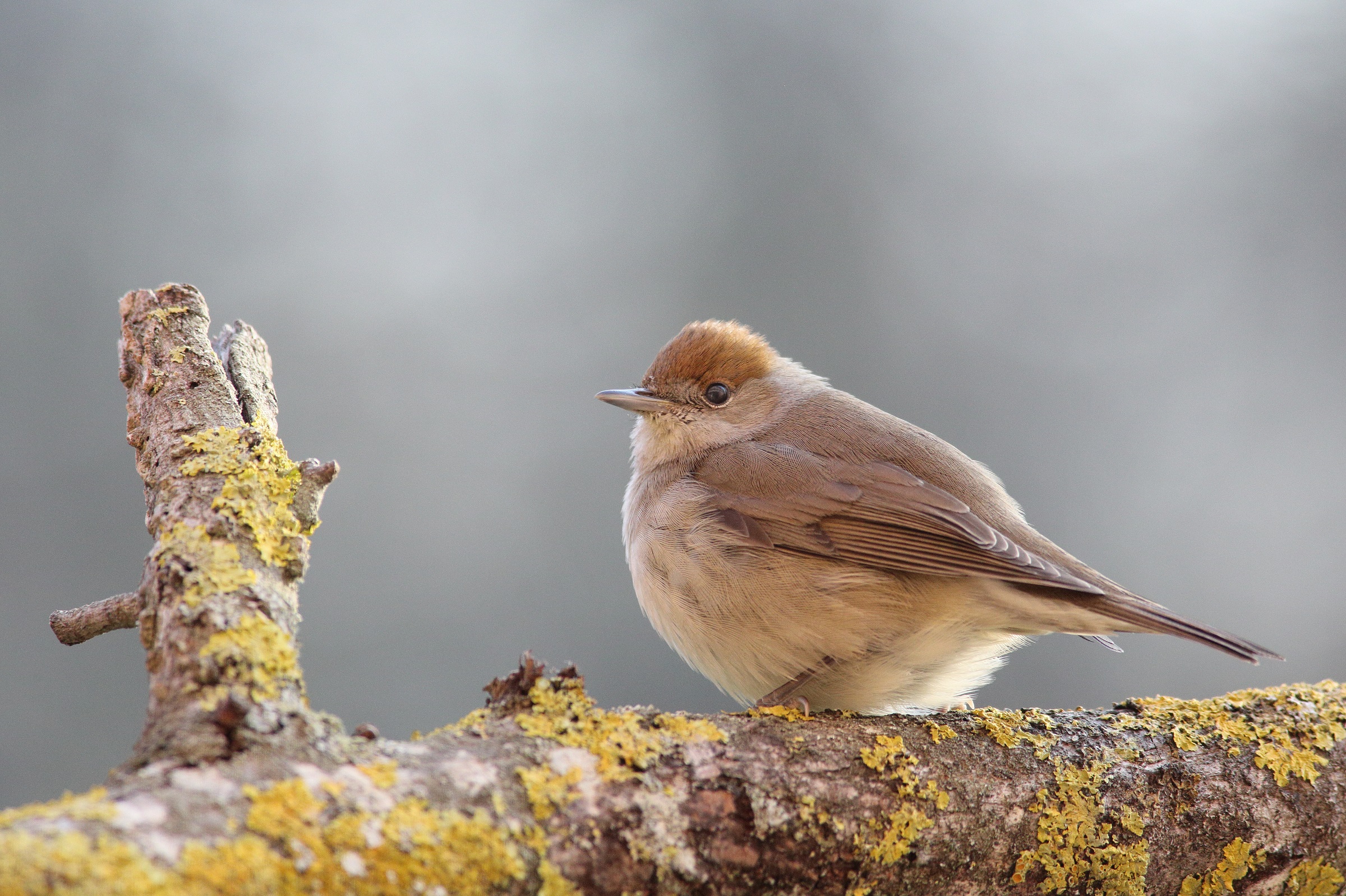 Sylvia atricapilla   capinera
