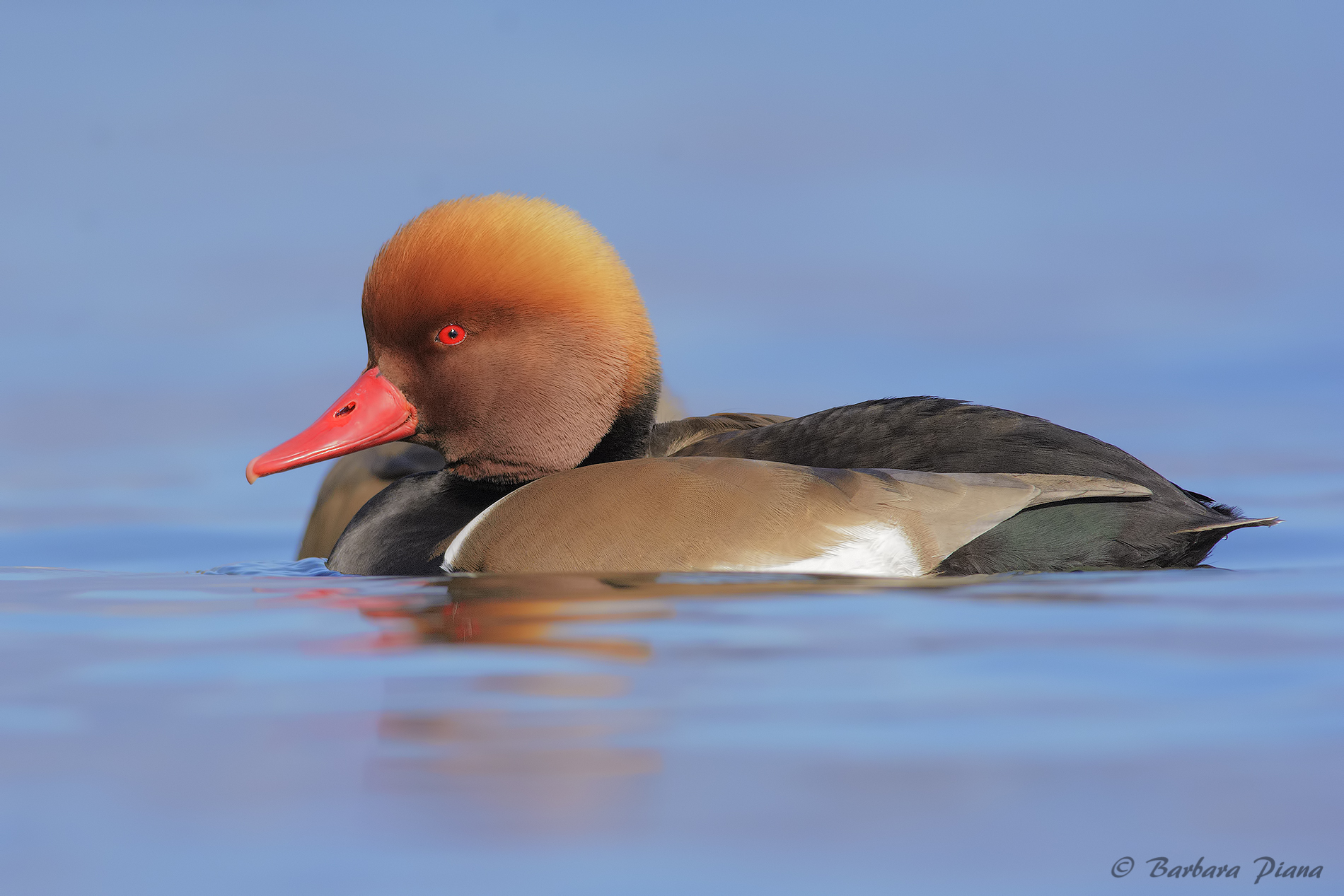 Red-crested pochard