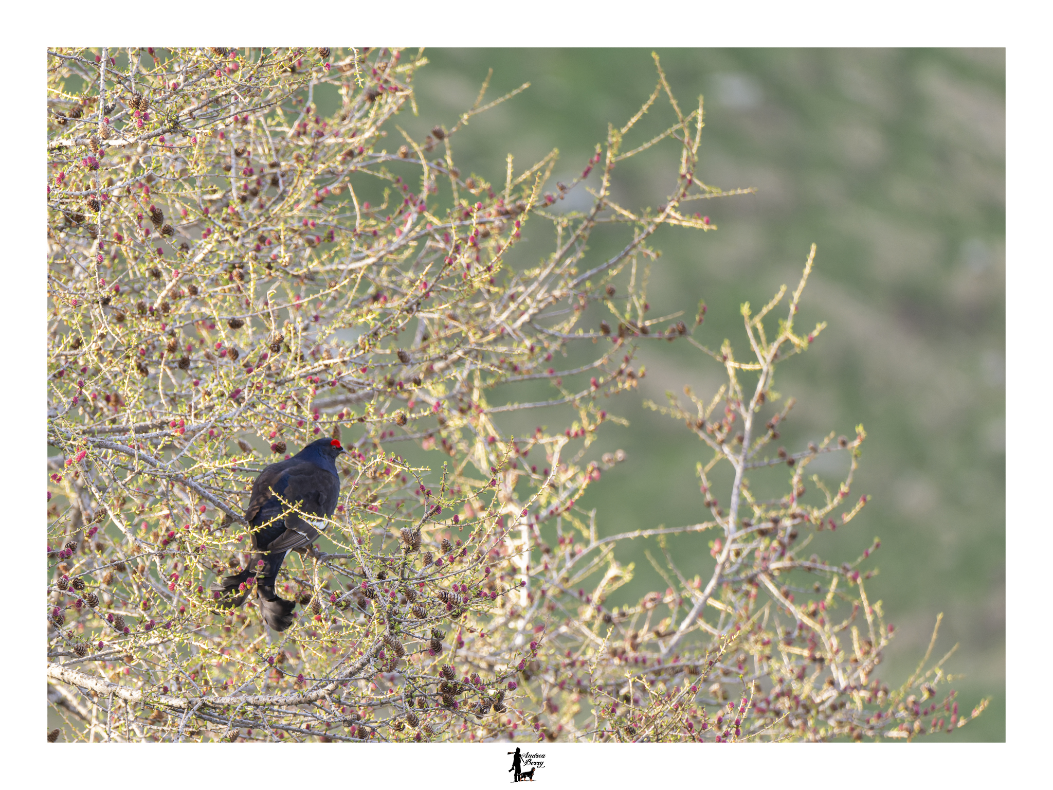 Larch, pine cones and buds