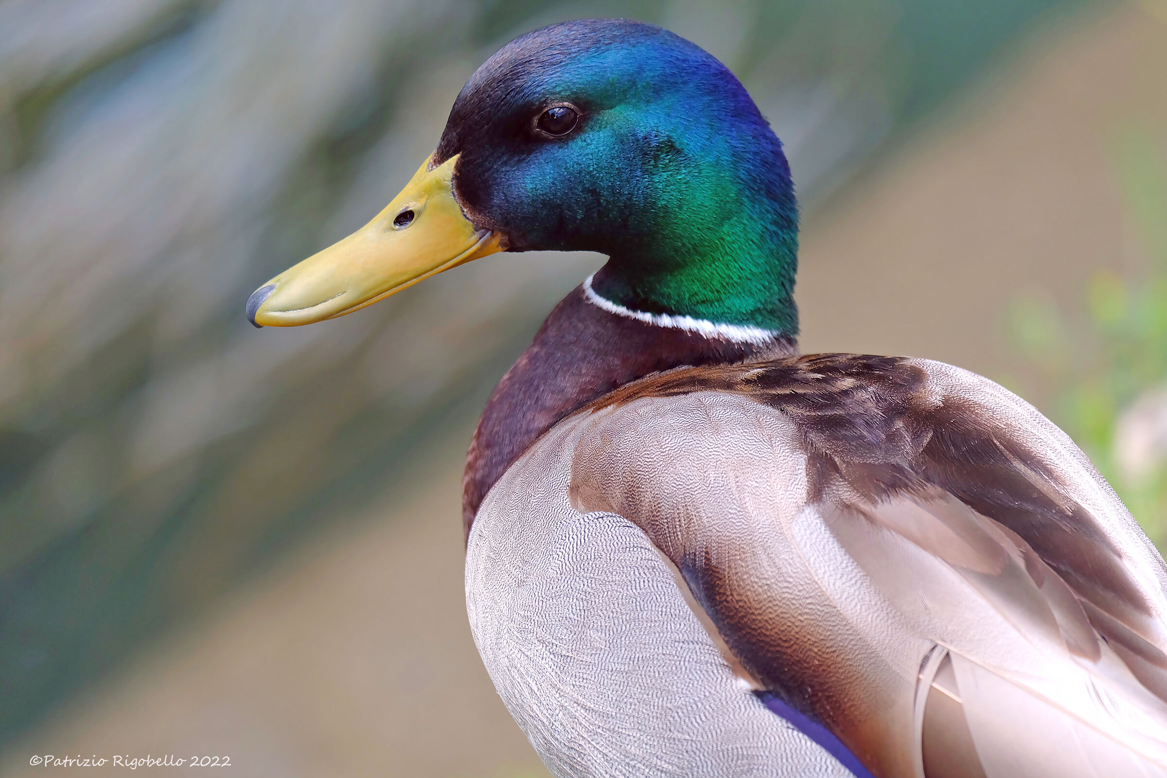 Mallard