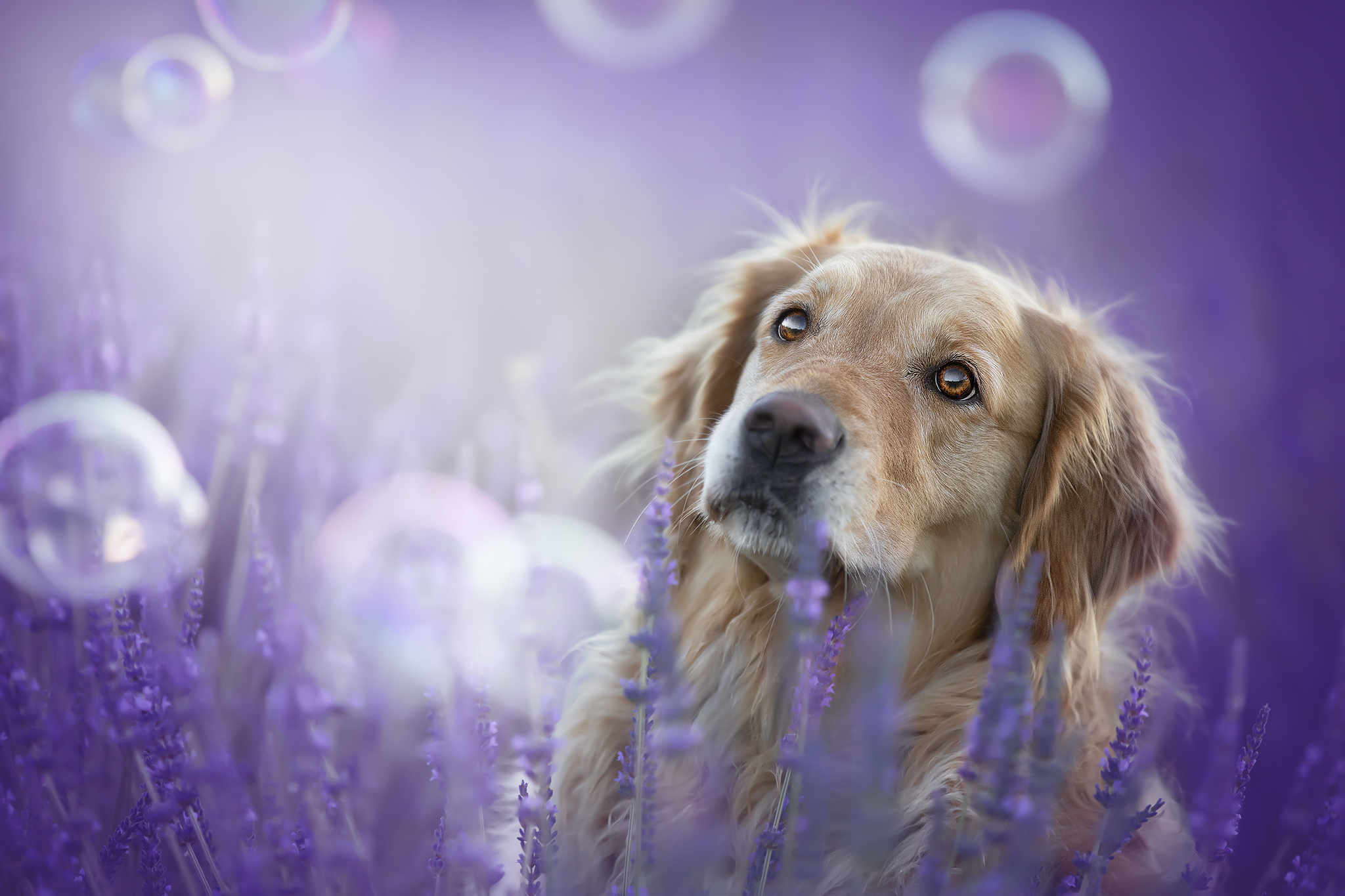 Wendy e la lavanda