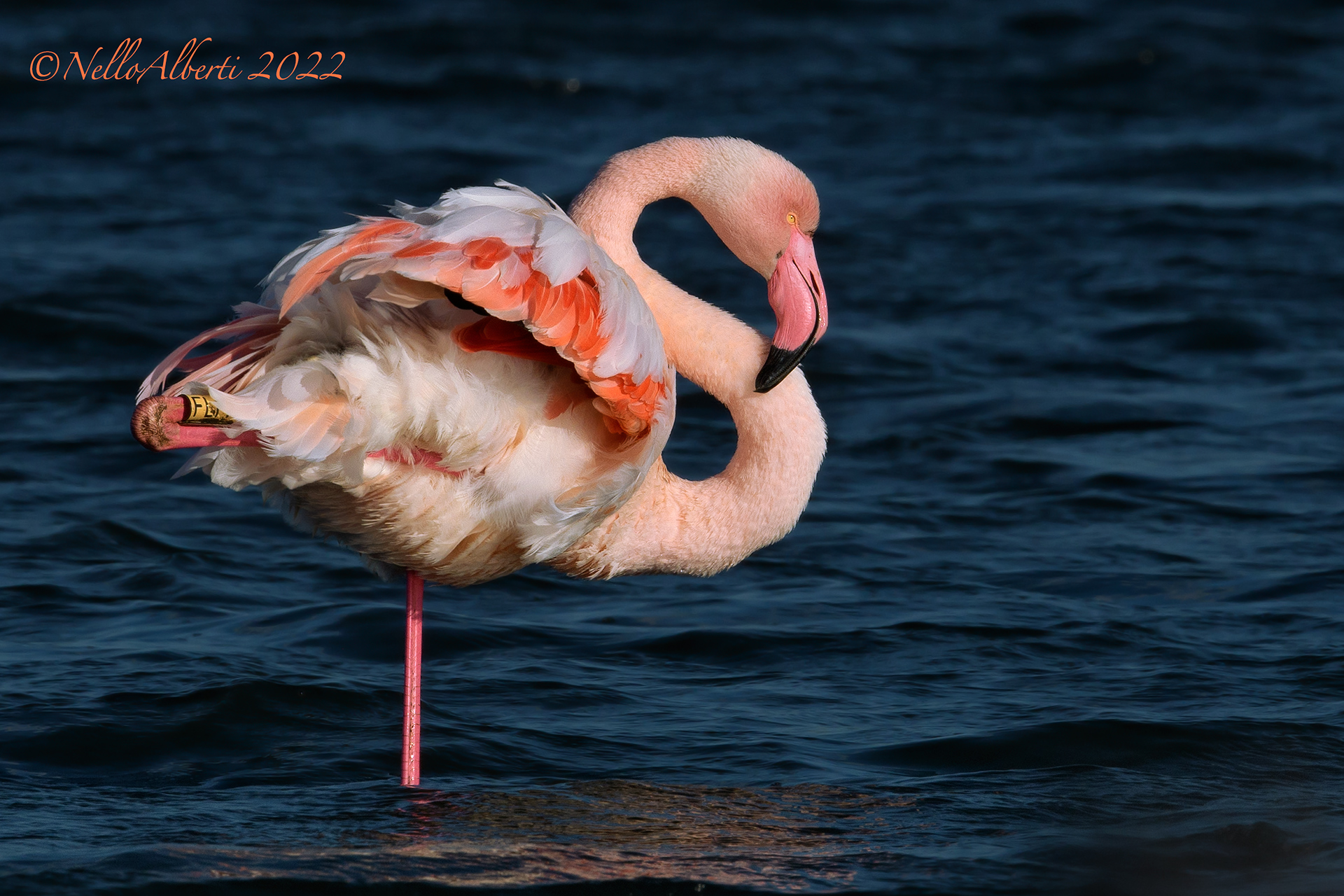 il solitario ! fenicottero rosa