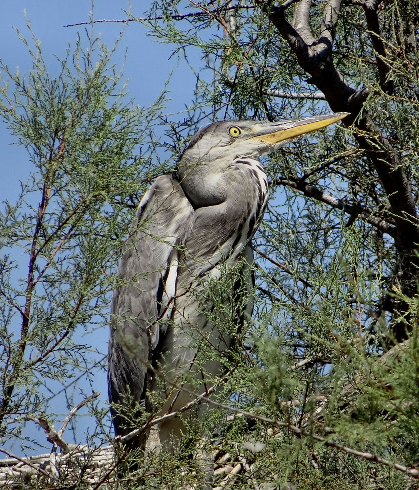 Heron Cinerino