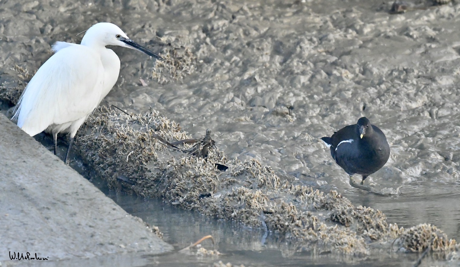 Egret & Moorhen