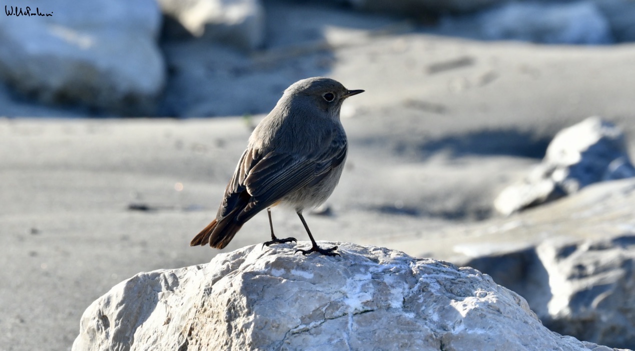 Chimney sweep redstart 2