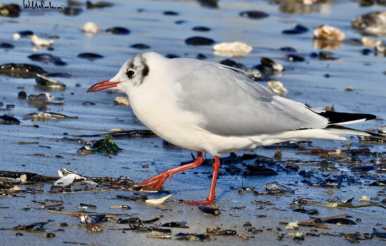Common gull 2