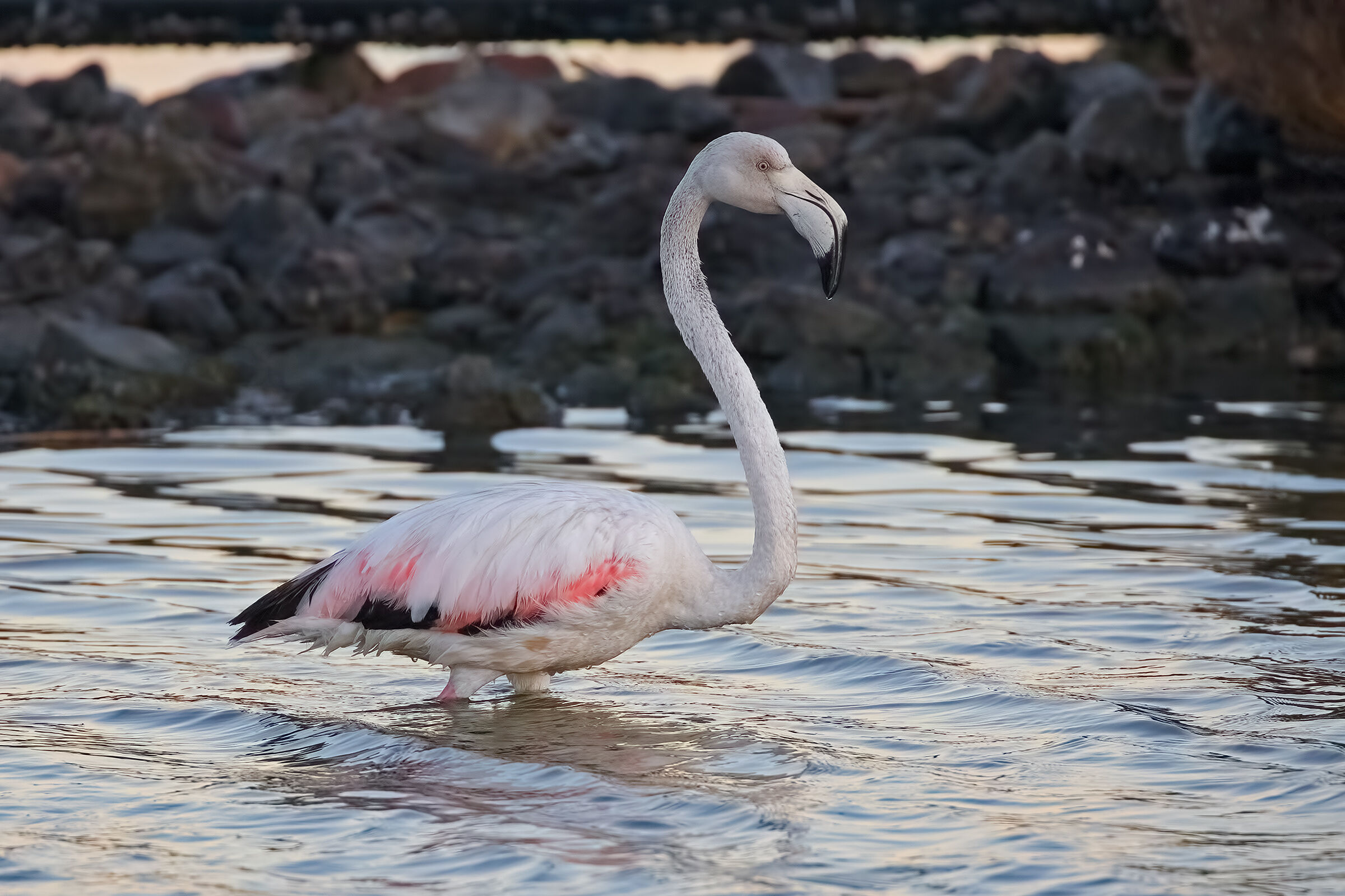 Giovane Fenicottero prime luci dell'alba
