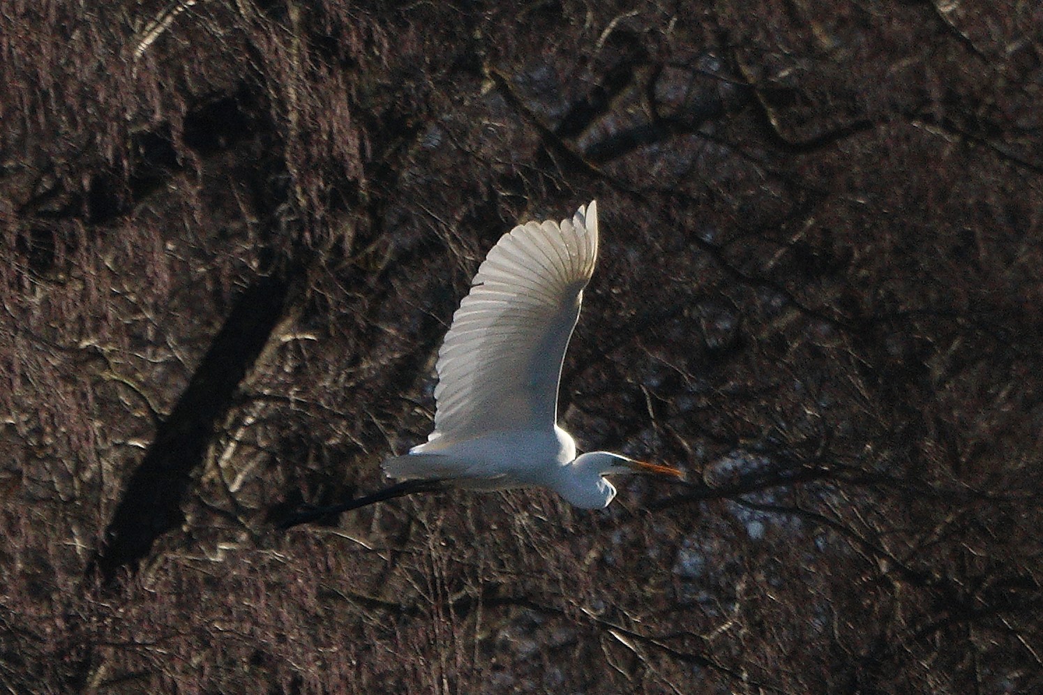 white major 15-01-2022