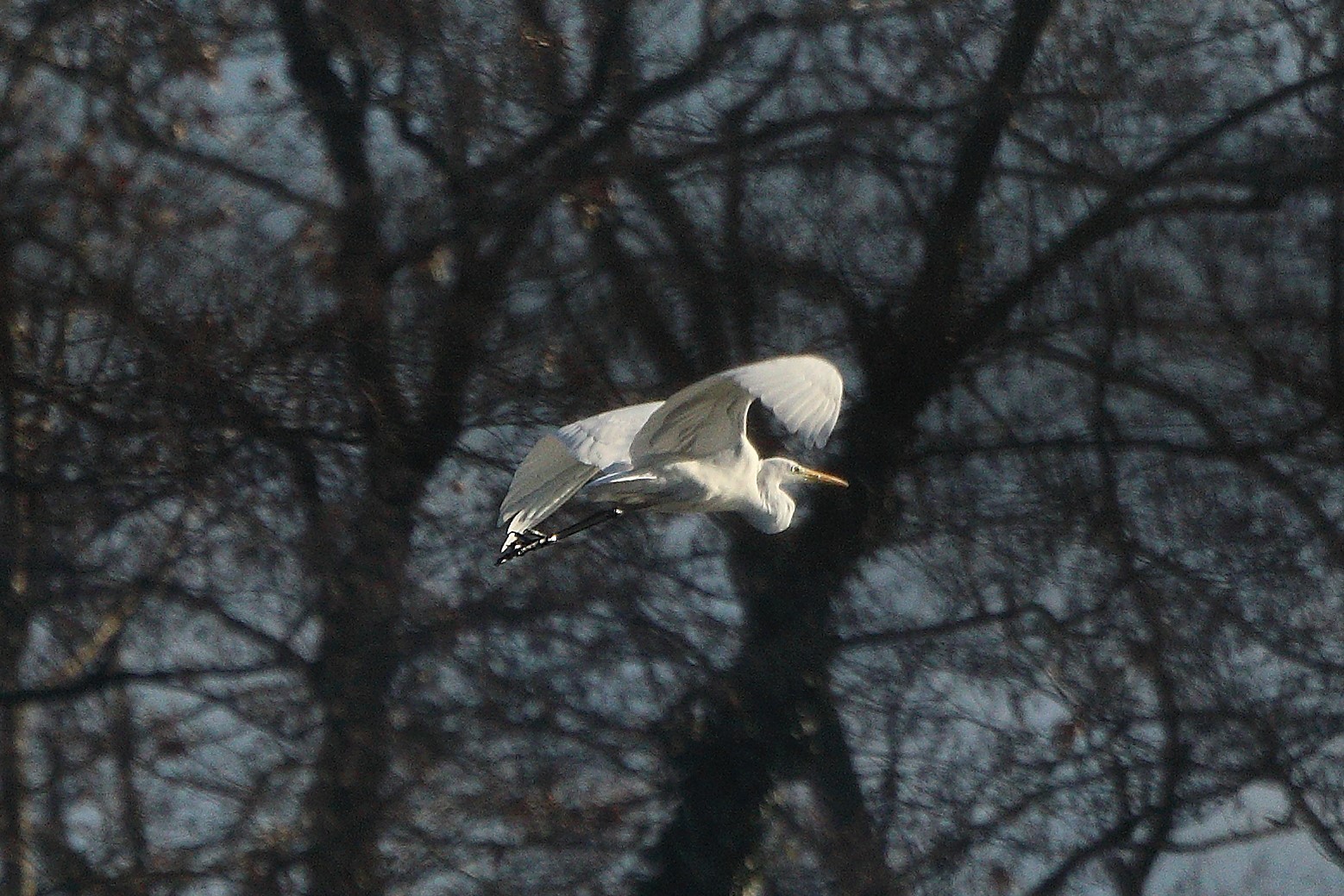 white major 15-01-2022