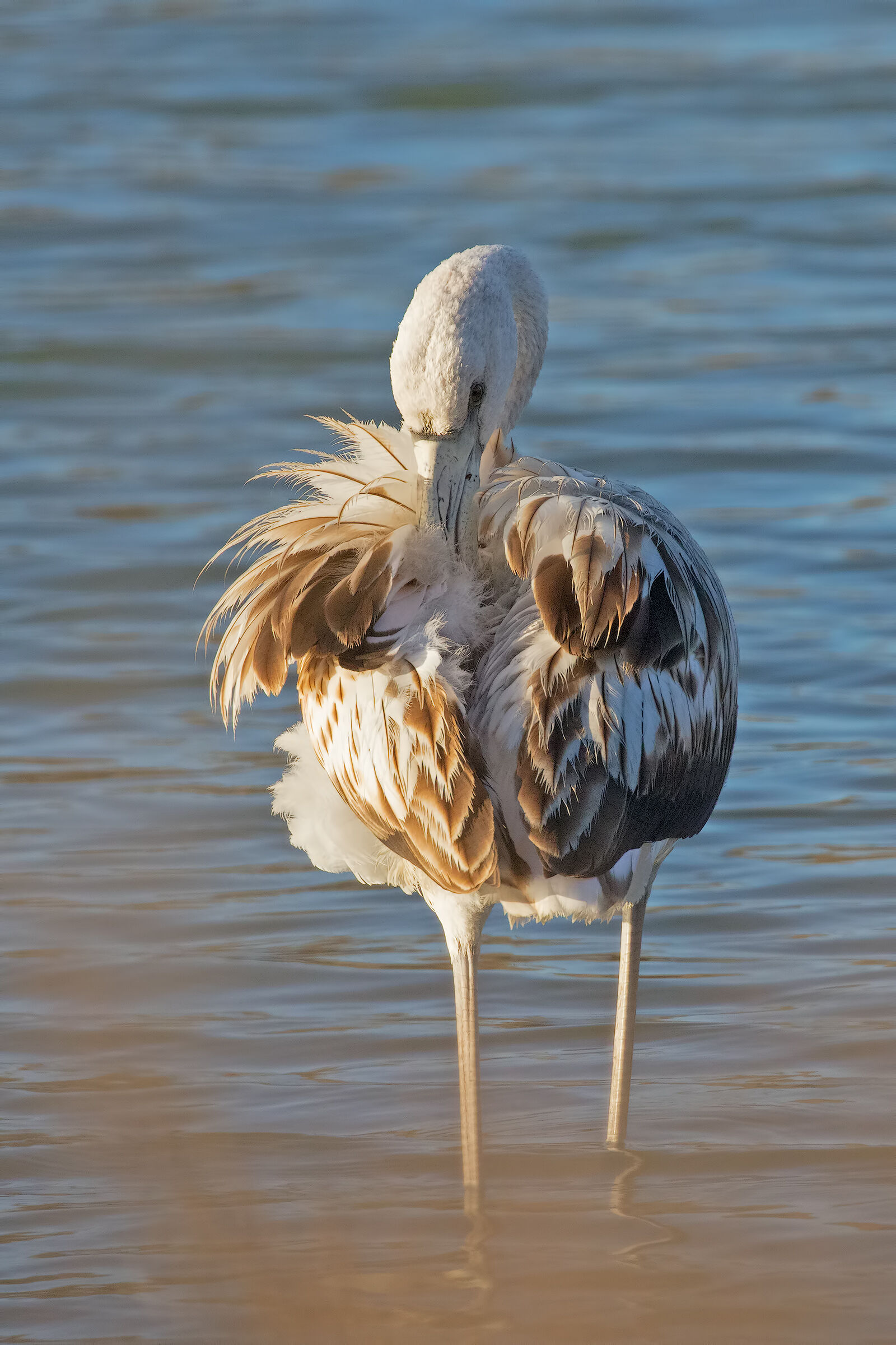 Pulizie Mattutine (Giovane Fenicottero)