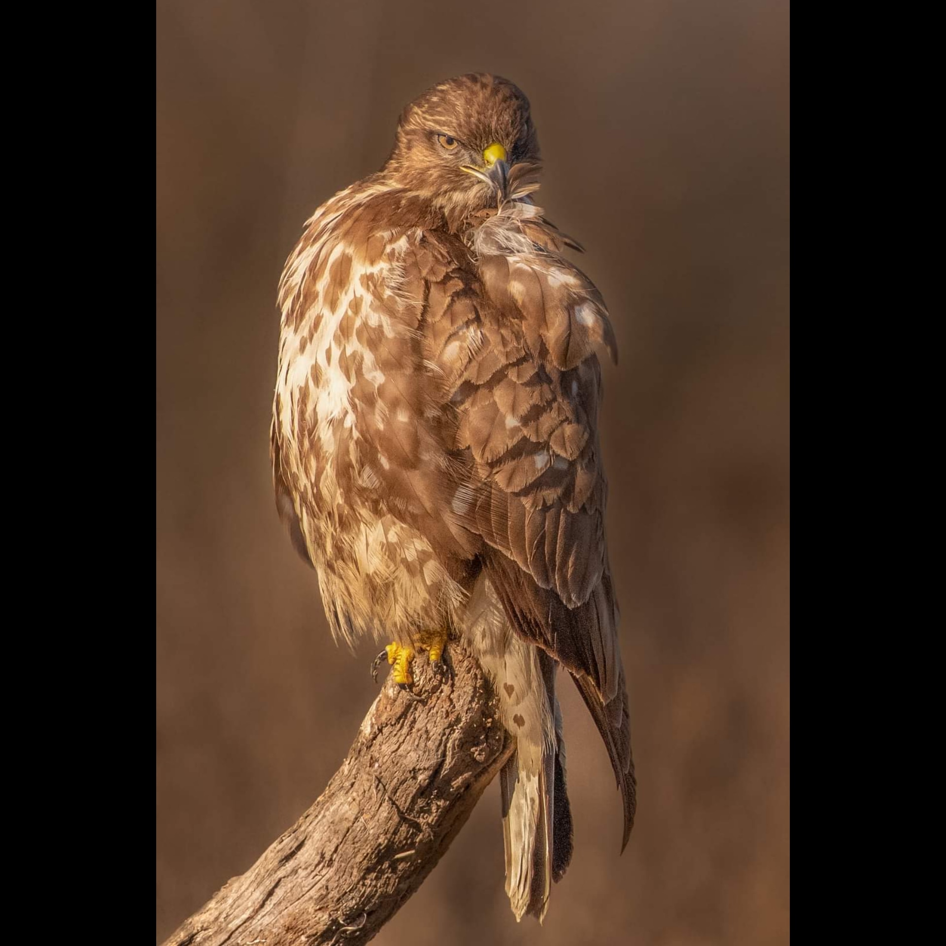 Buzzard