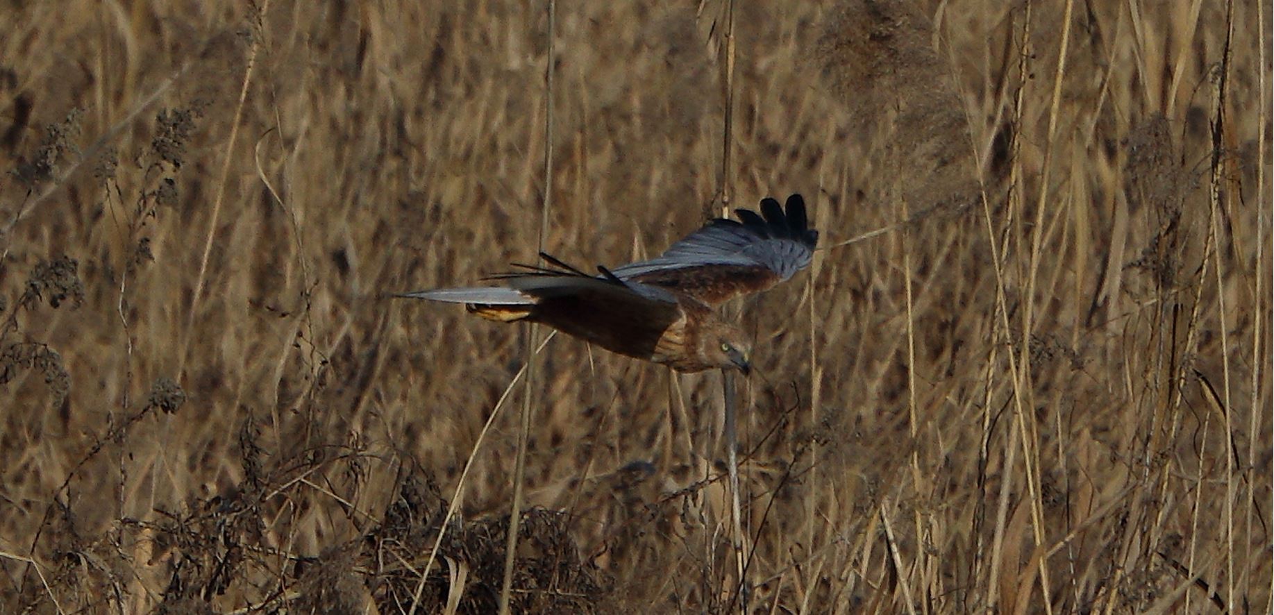 marsh harrier