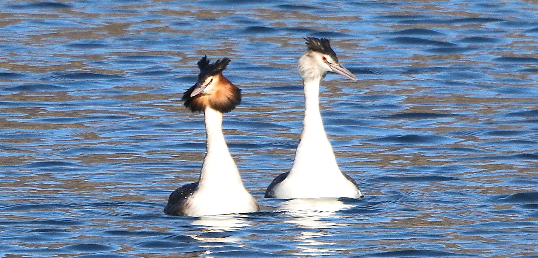 major grebes