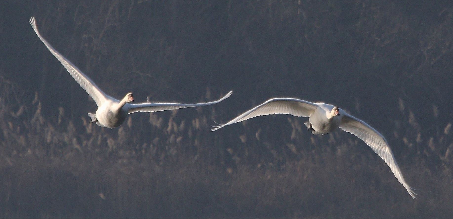 swans in flight 19-01-2022