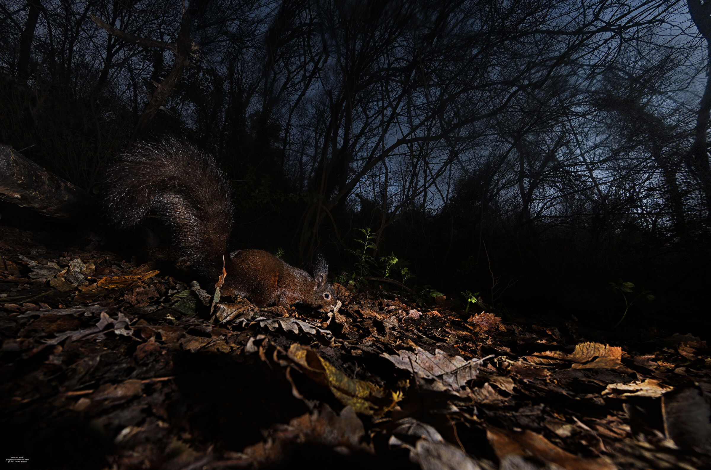 red squirrel, Bologna city