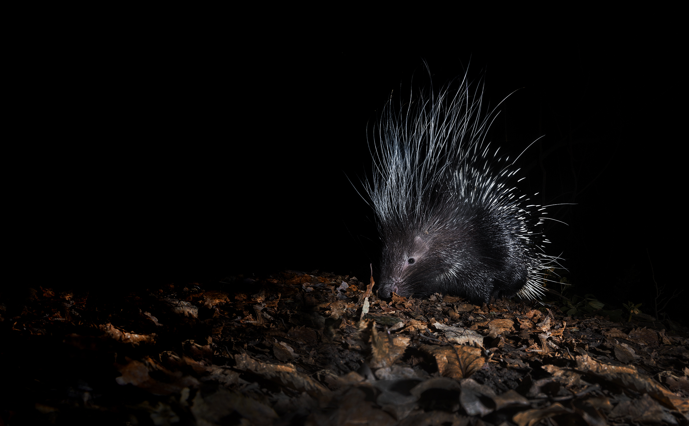 porcupine, Bologna city