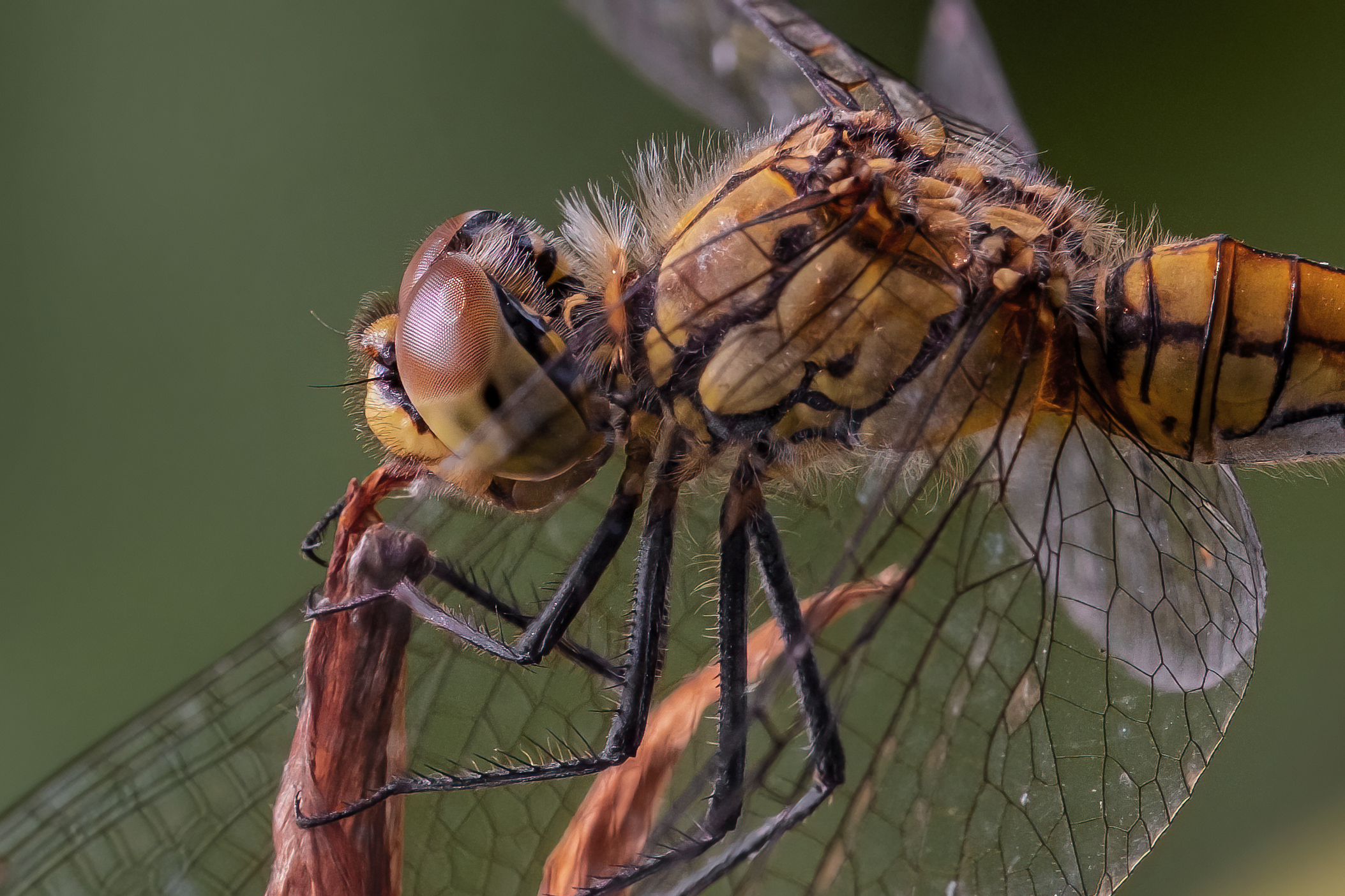 Sympetrum sanguineum