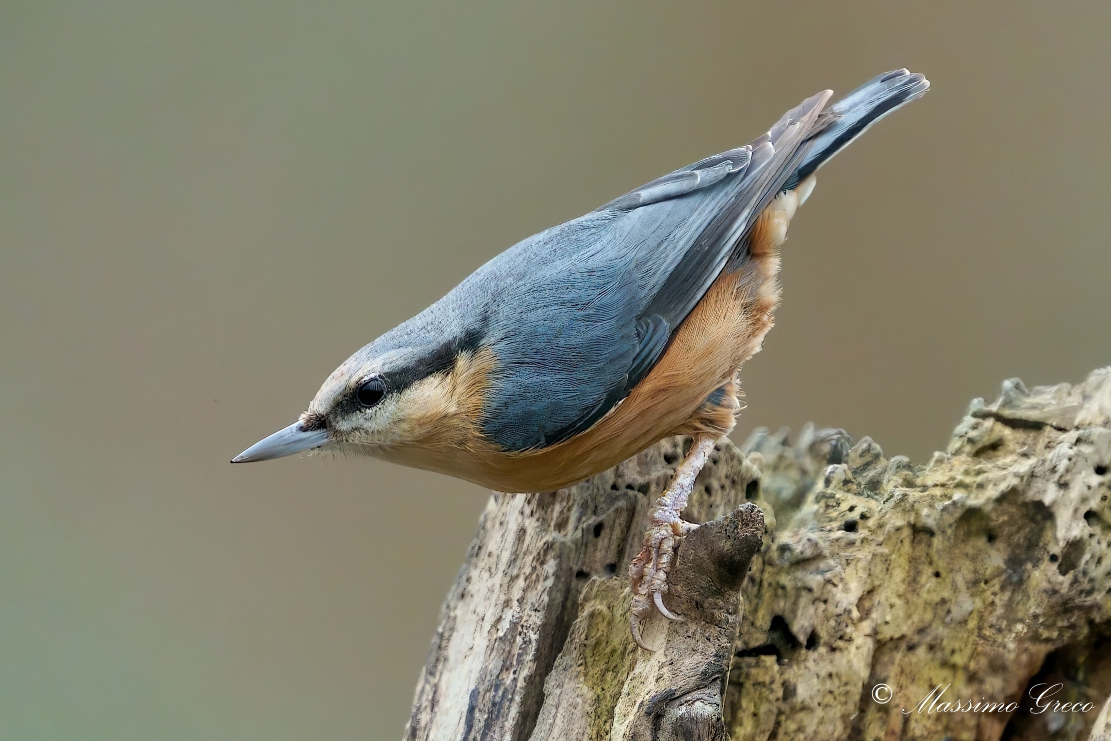Wood nuthatch