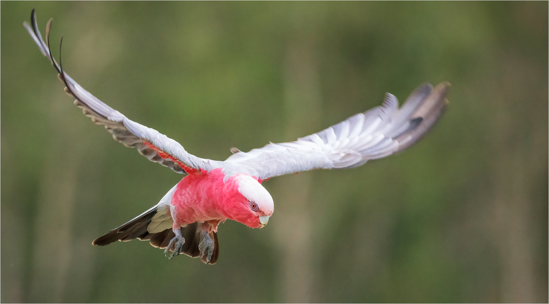 Decollo di Galah