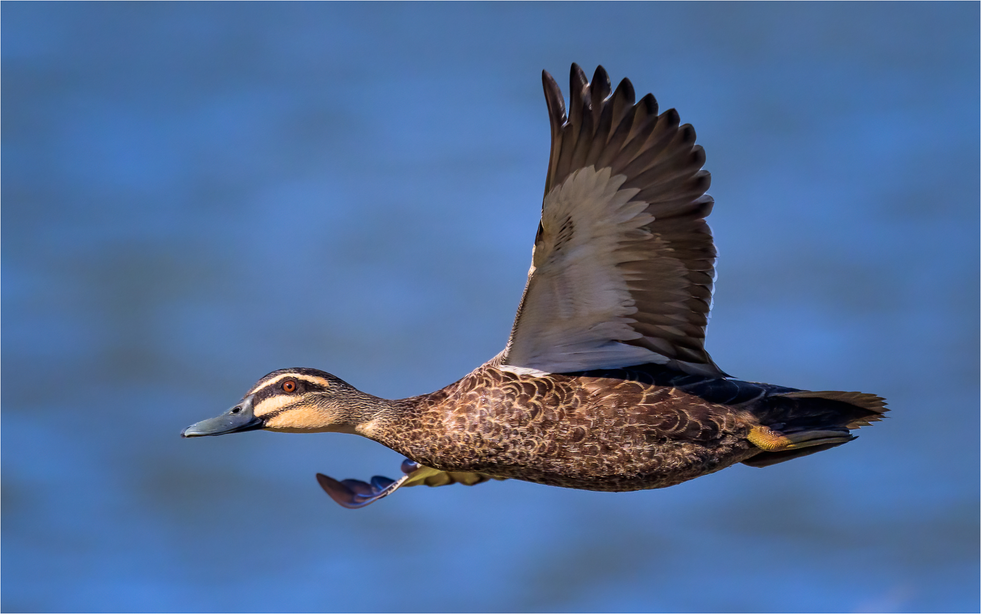 Volare da