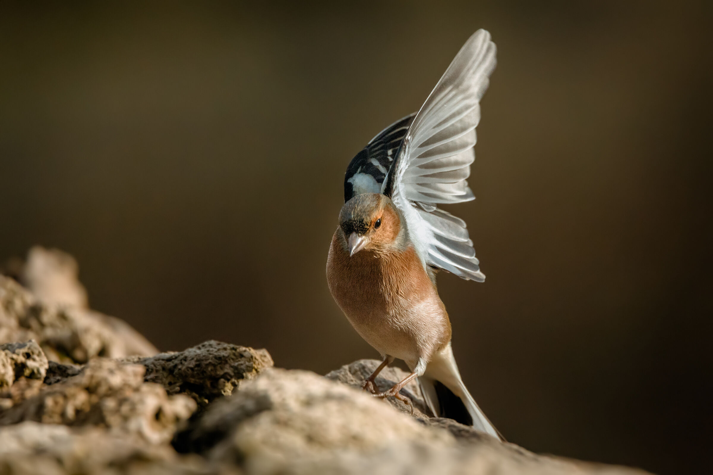 Chaffinch n.3