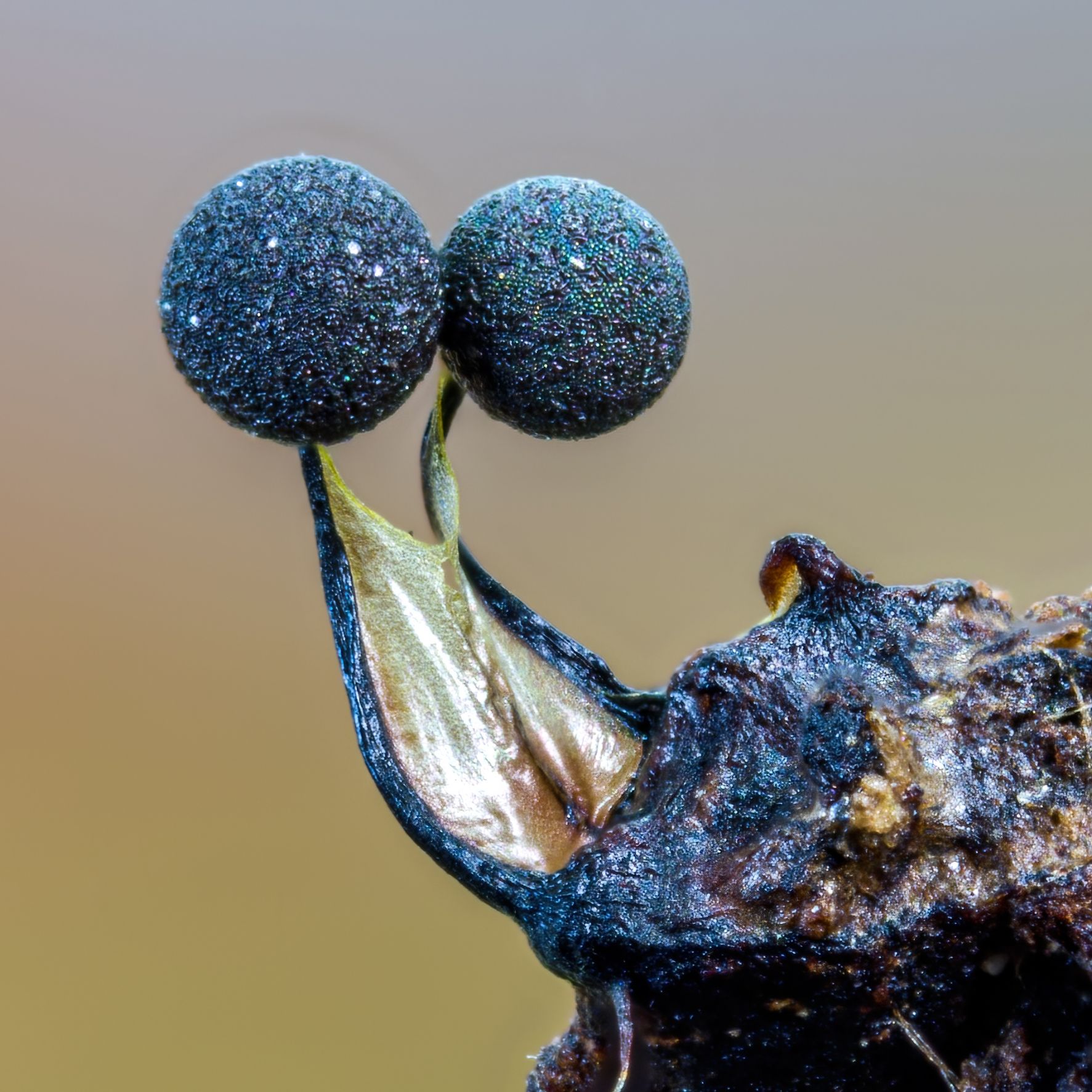 Lamproderma gulielmae