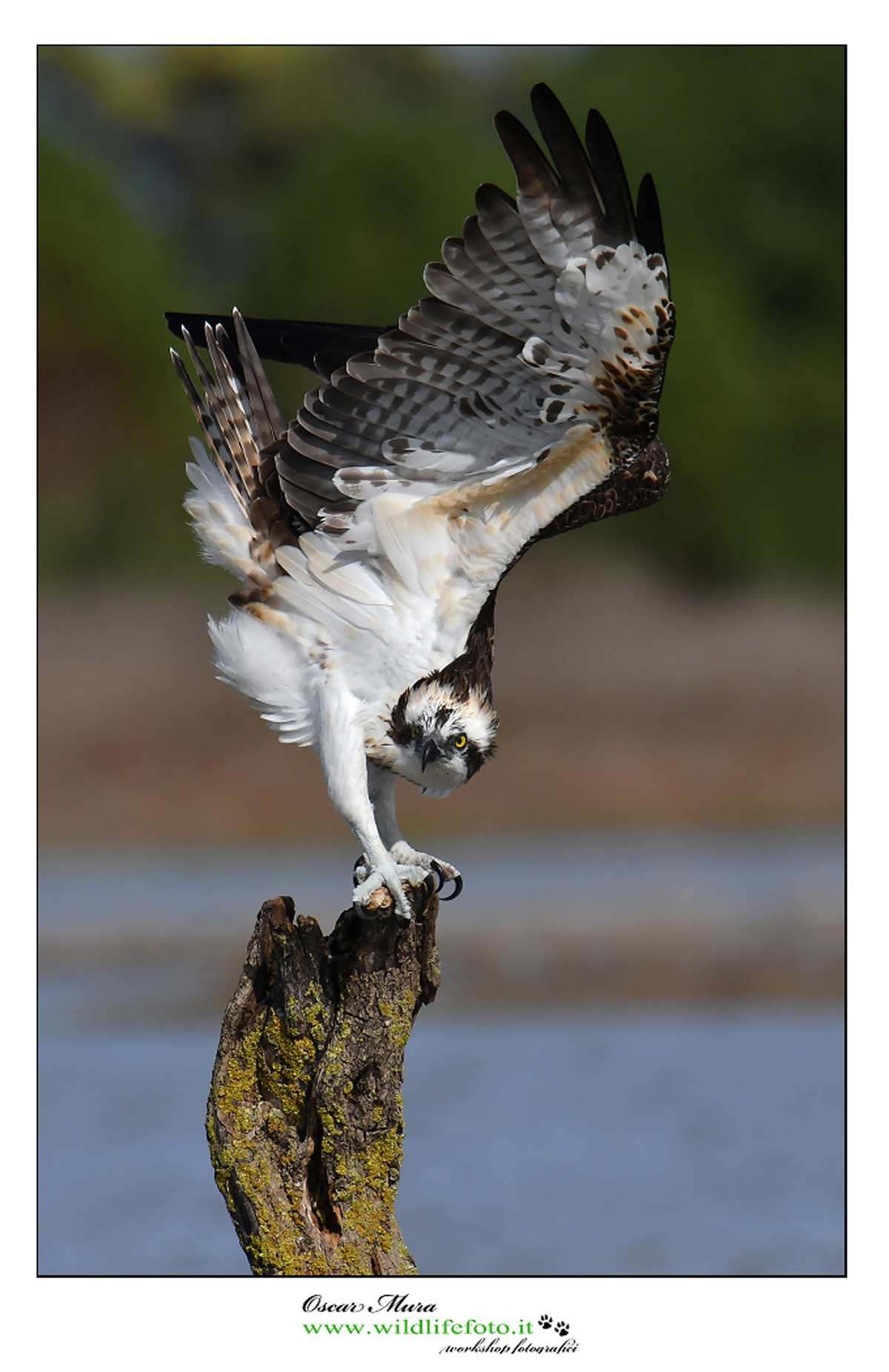 Osprey Osprey www.wildlifefoto.it