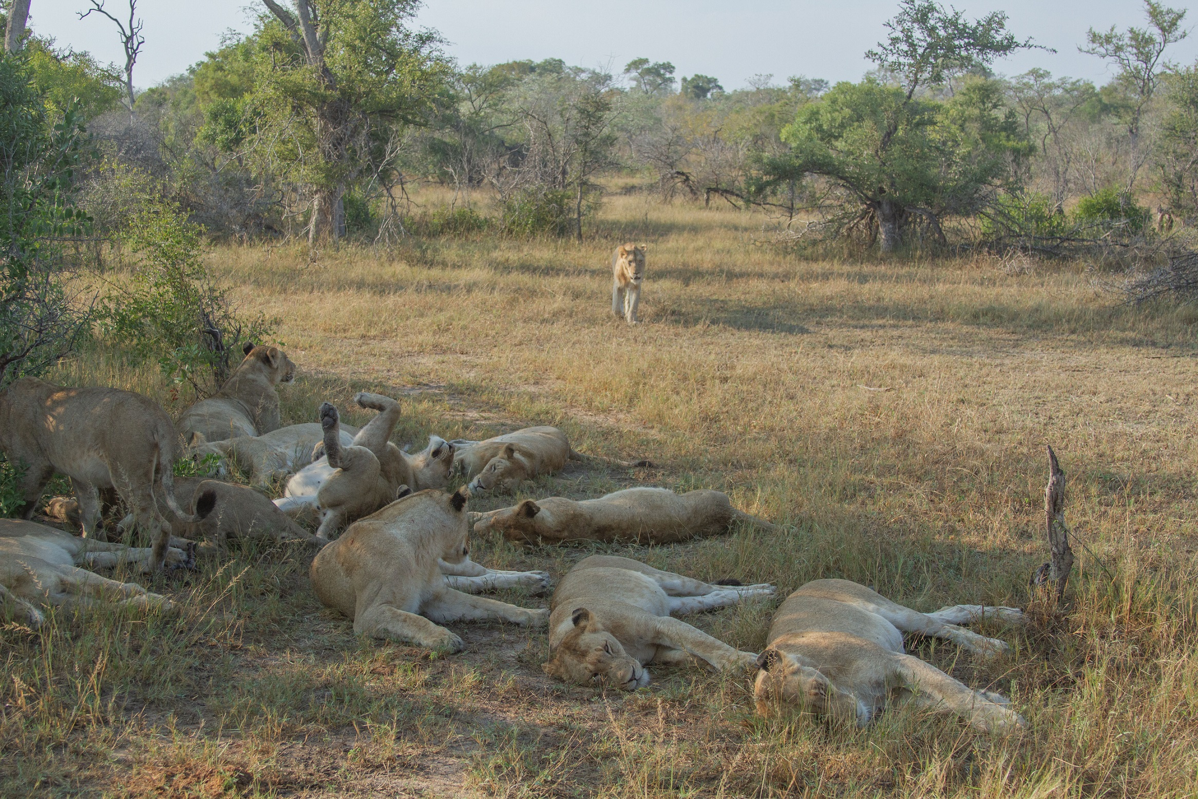 Verso l'assembramento...