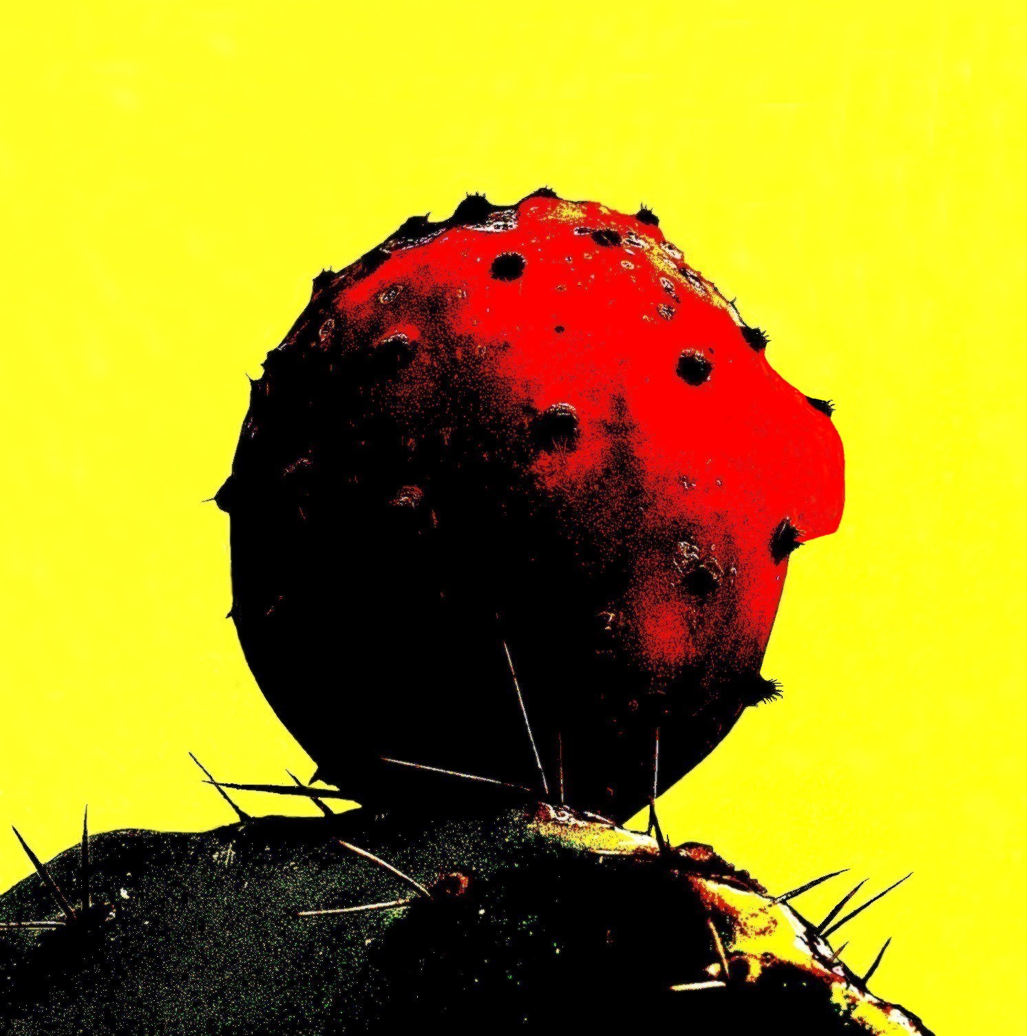 Il Signor Figos......creatività della natura.