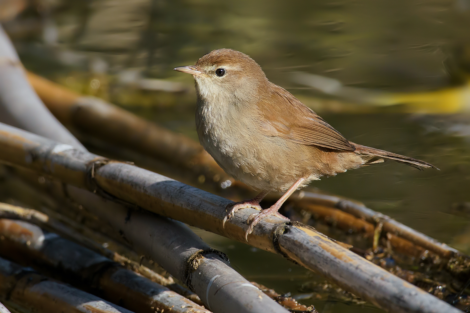 River nightingale (Cettia cetti).