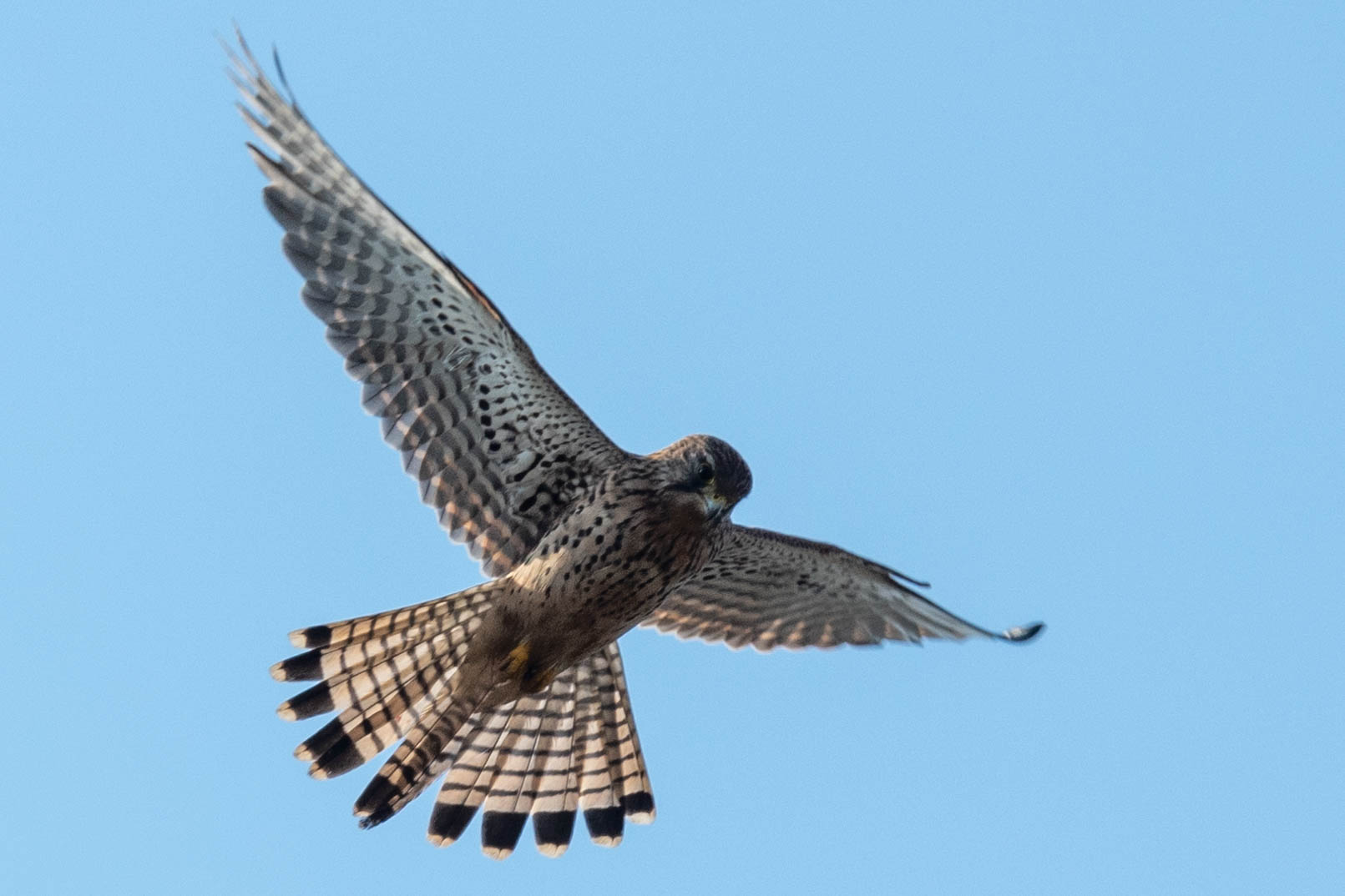 Kestrel