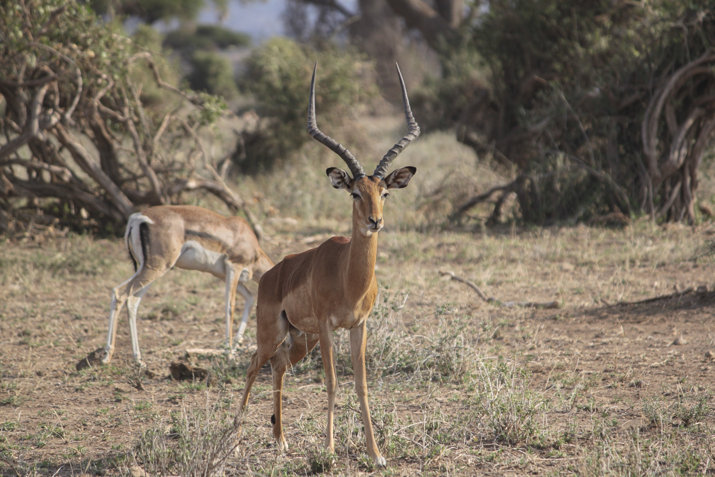 Esemplare maschio di gazzella di Thomson