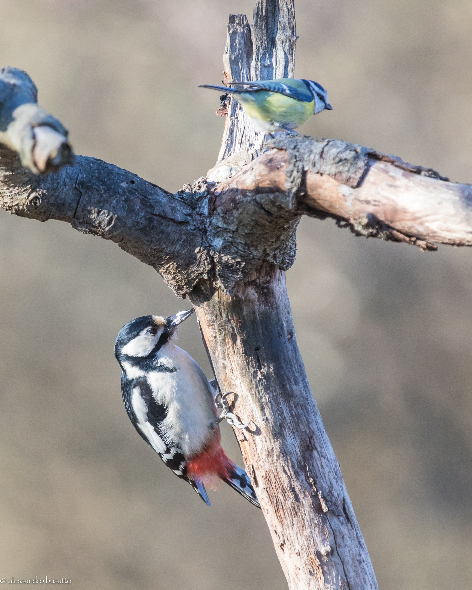 Greater red woodpecker and
