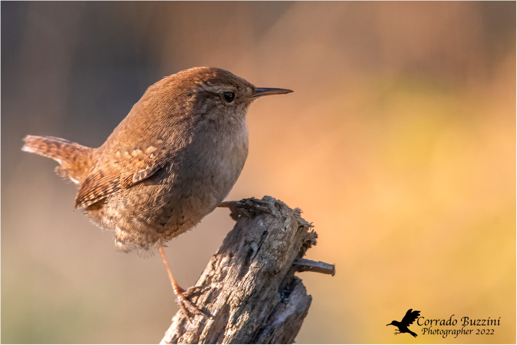 Wren
