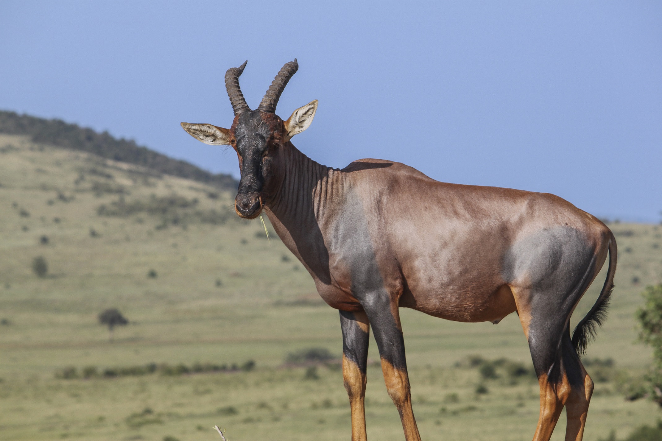 Esemplare maschio di damalisco